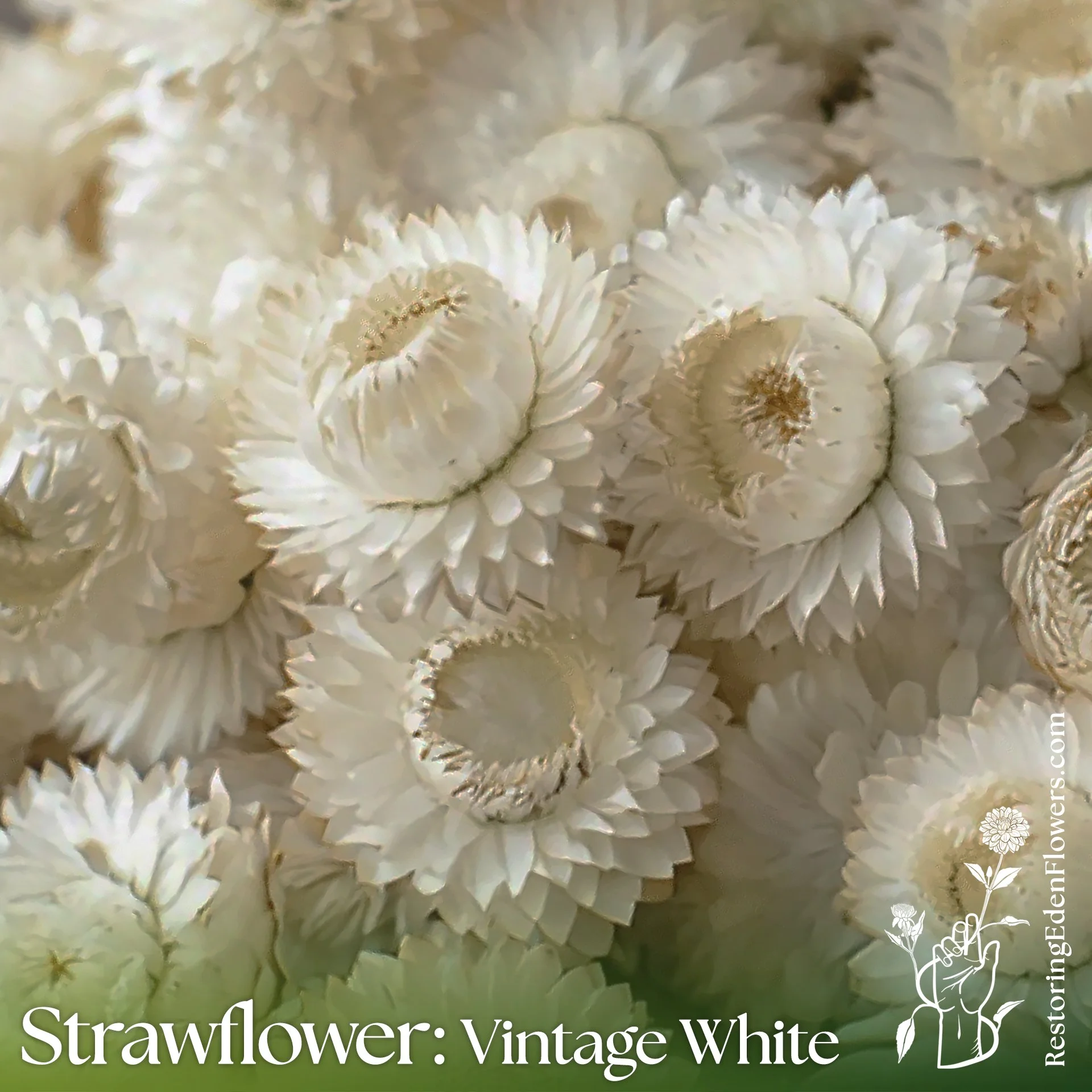 Strawflower: Vintage White