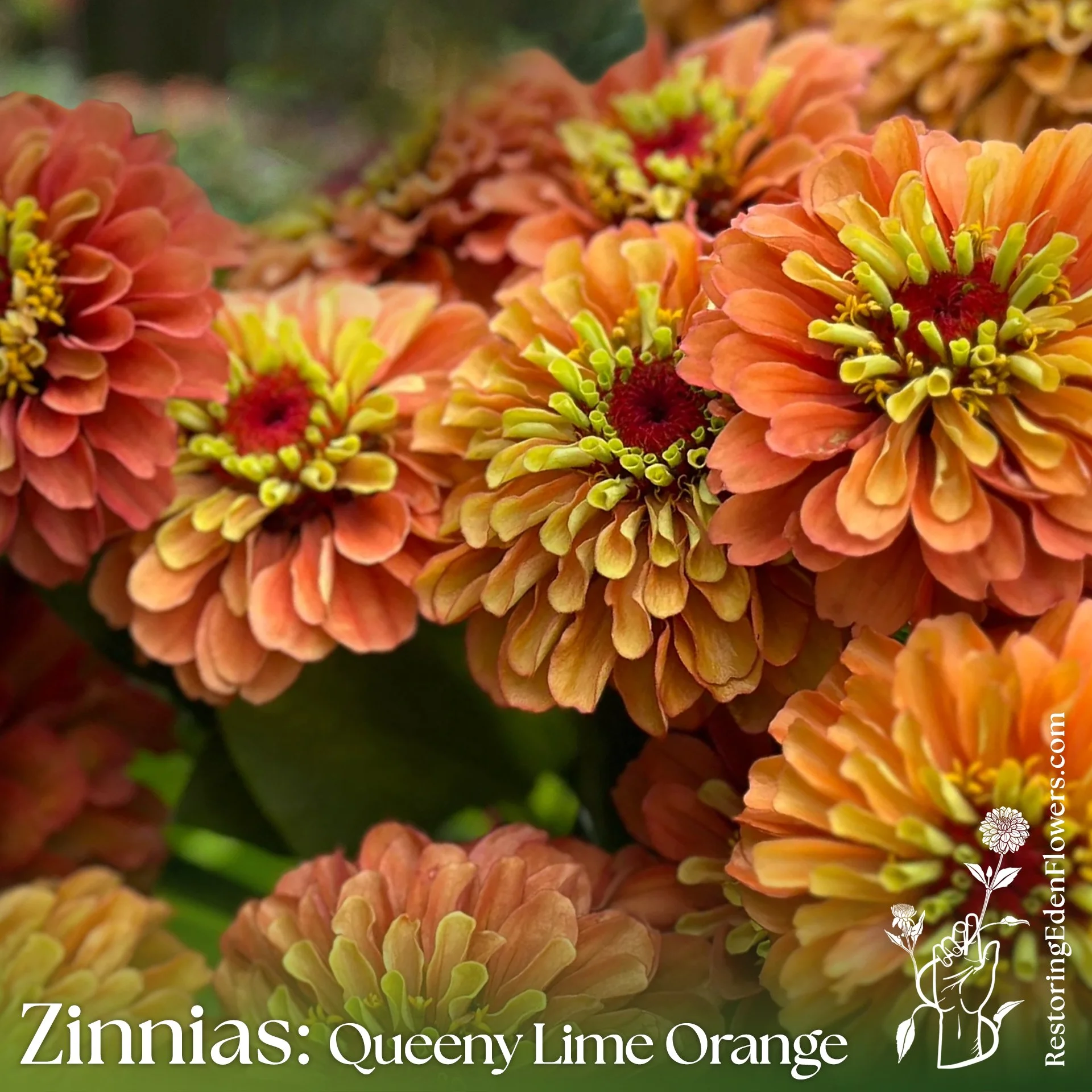 Zinnias: Queeny Lime Orange