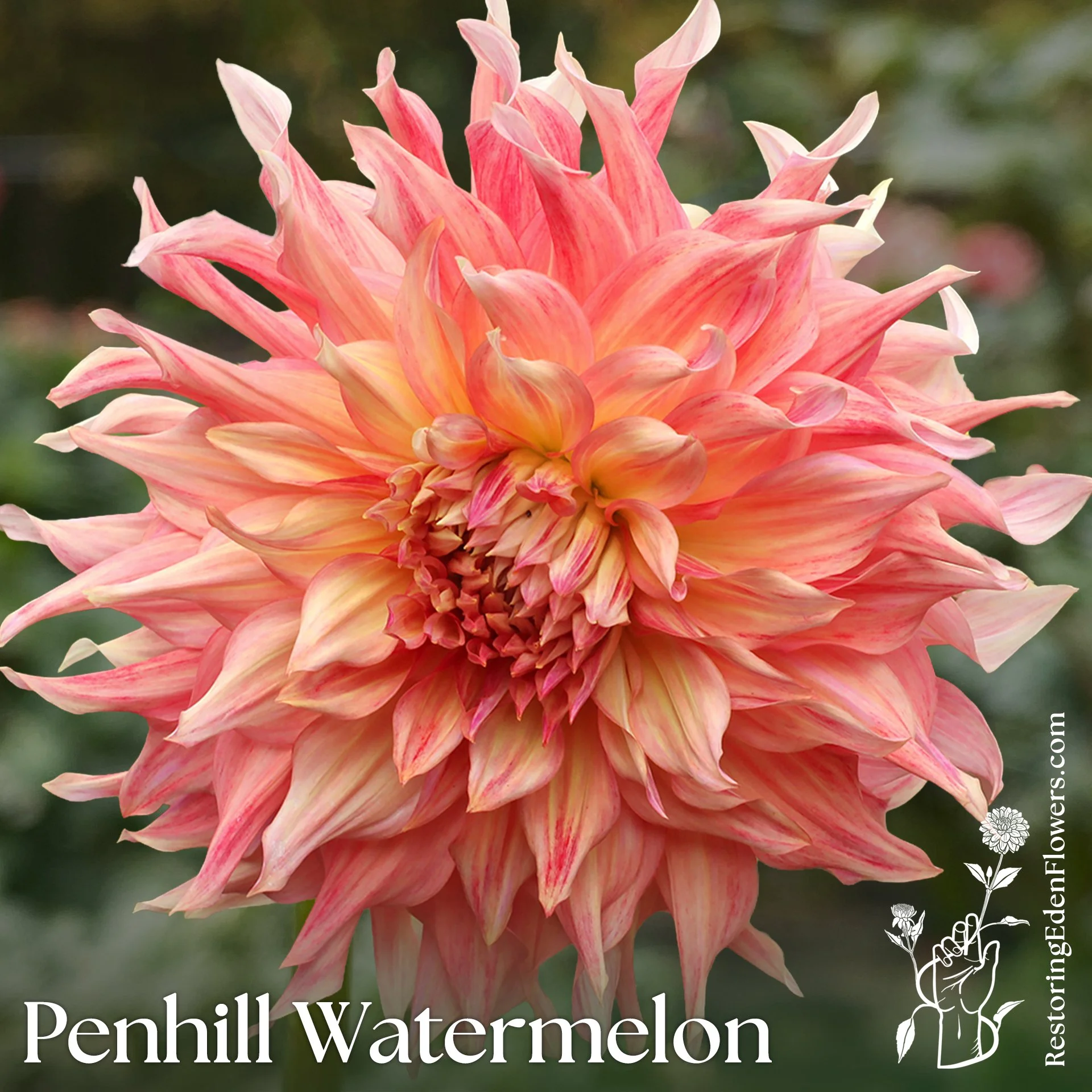 Penhill Watermelon