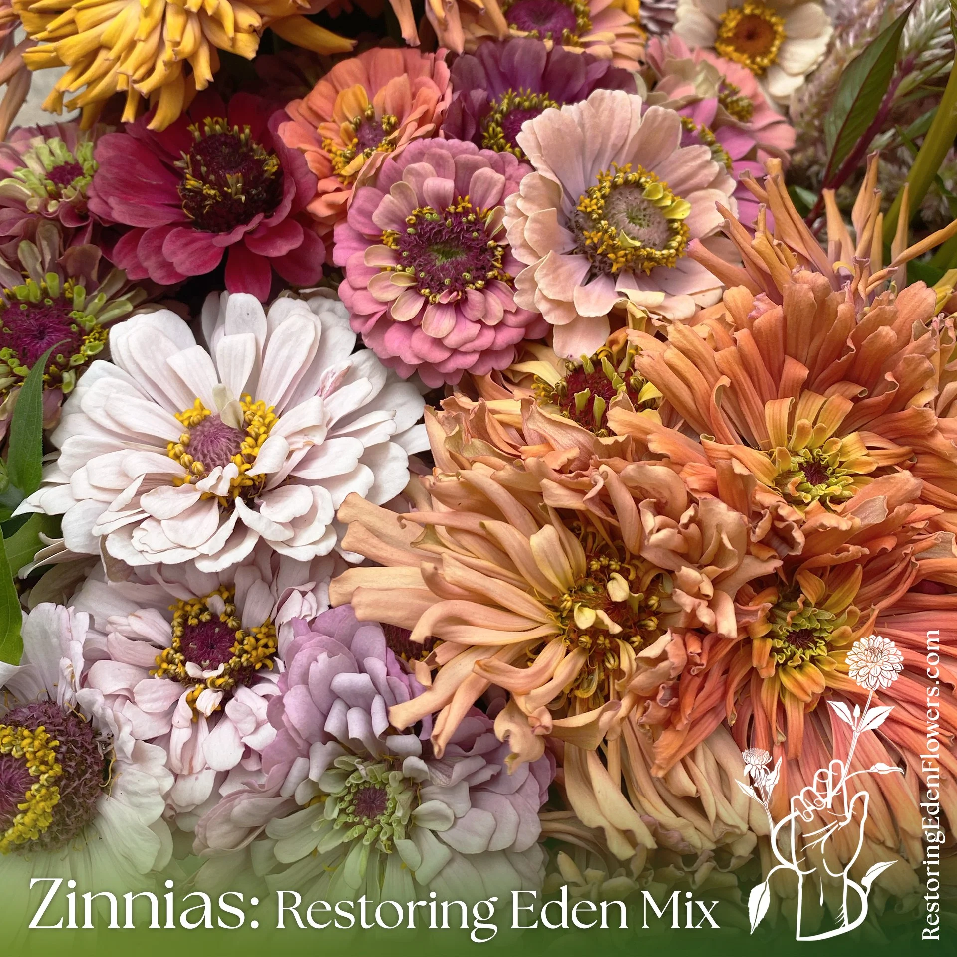 ZinniasREMix7.jpg