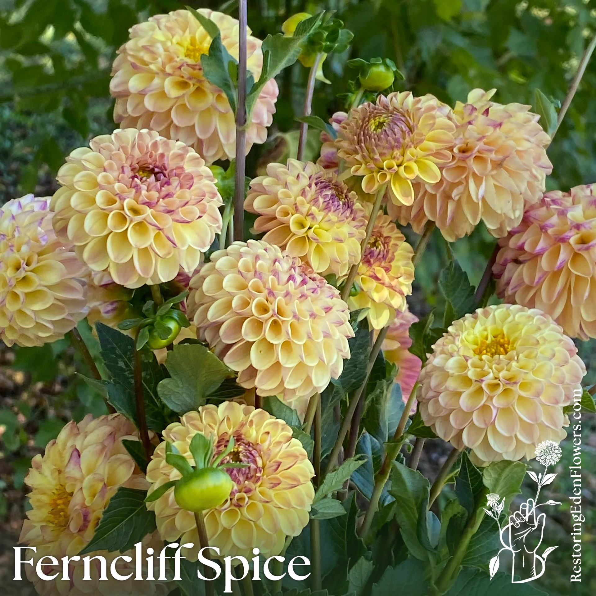 FerncliffSpice1.jpg