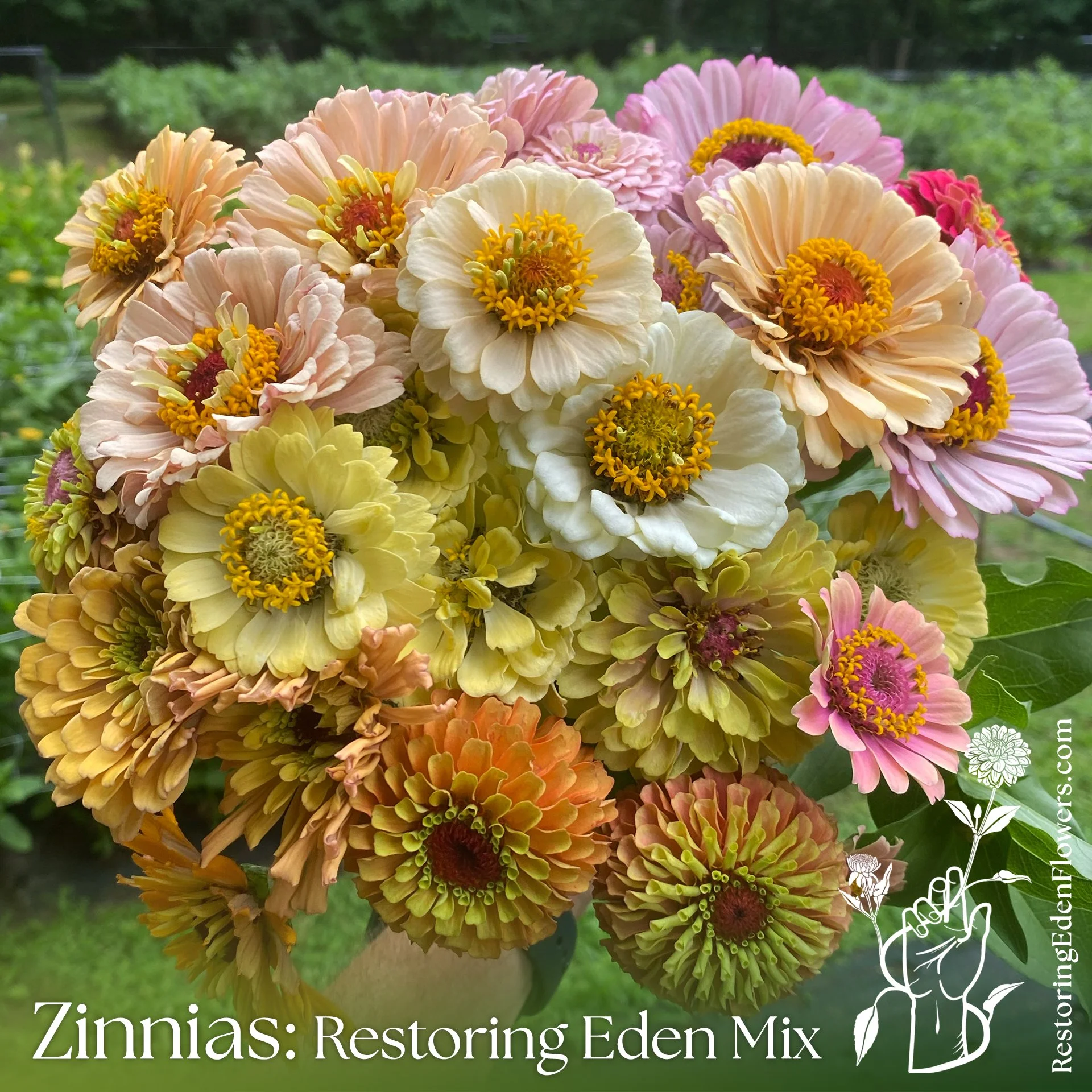 ZinniasREMix2.jpg