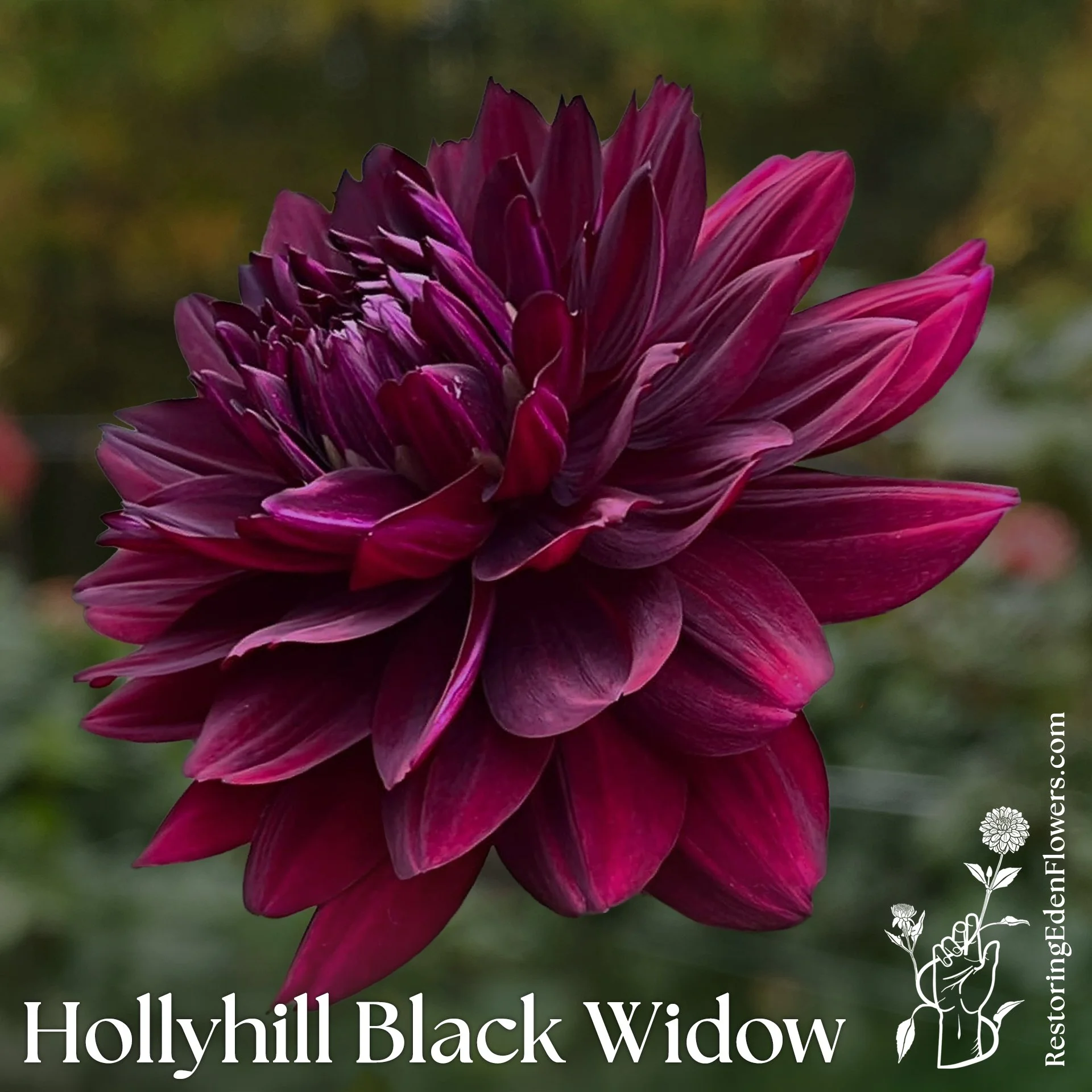 Hollyhill Black Widow