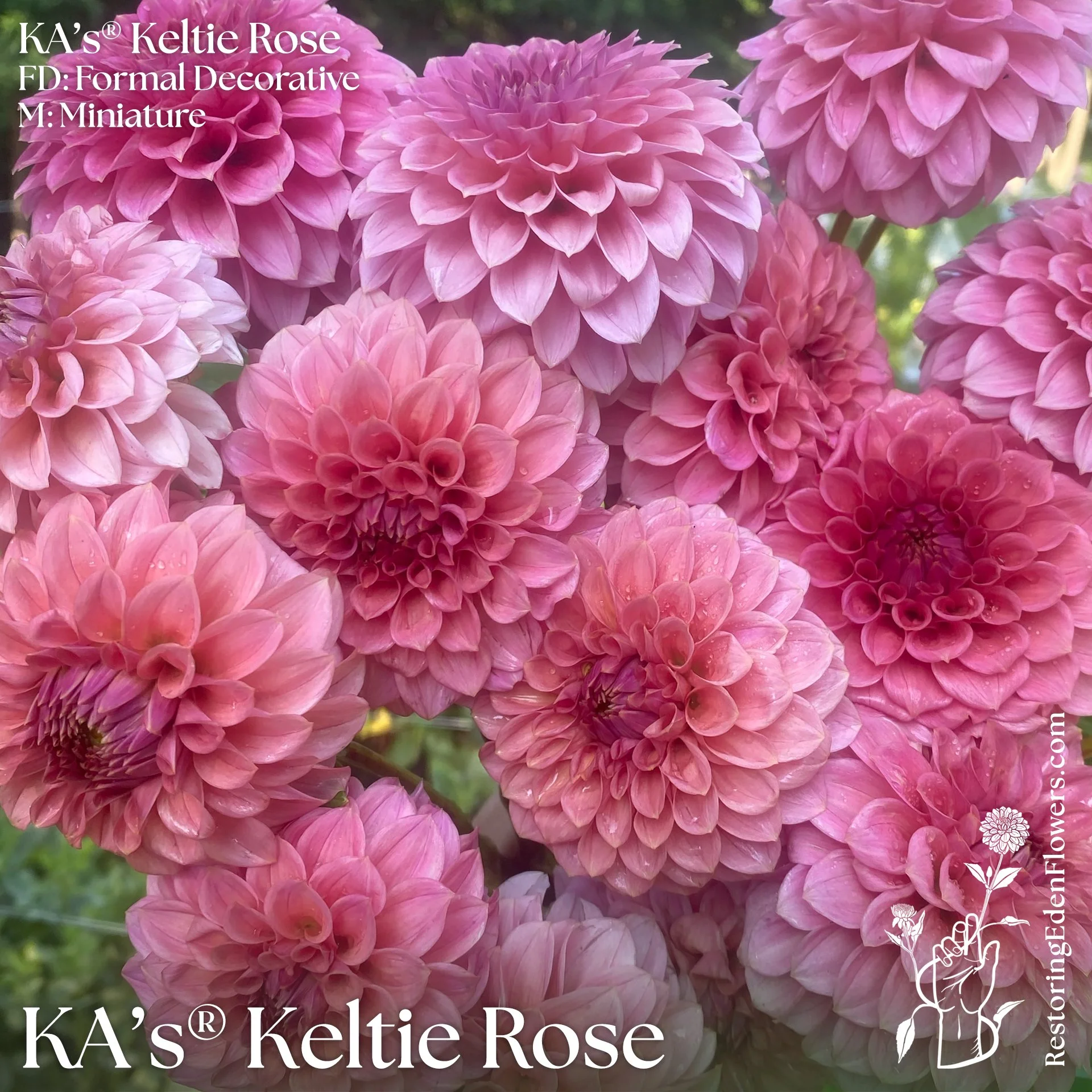 KAKeltieRose.jpg (Copy)