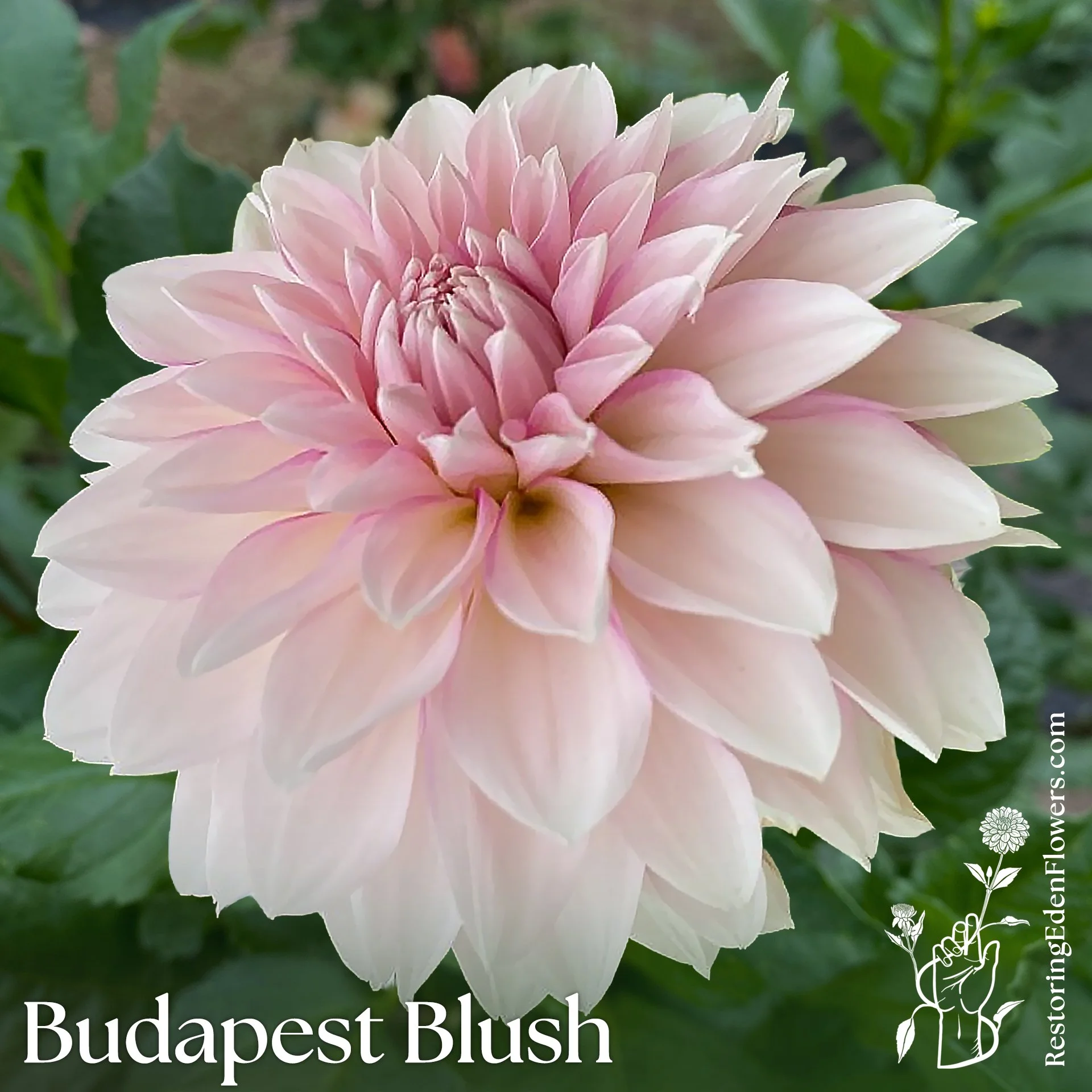 Budapest Blush