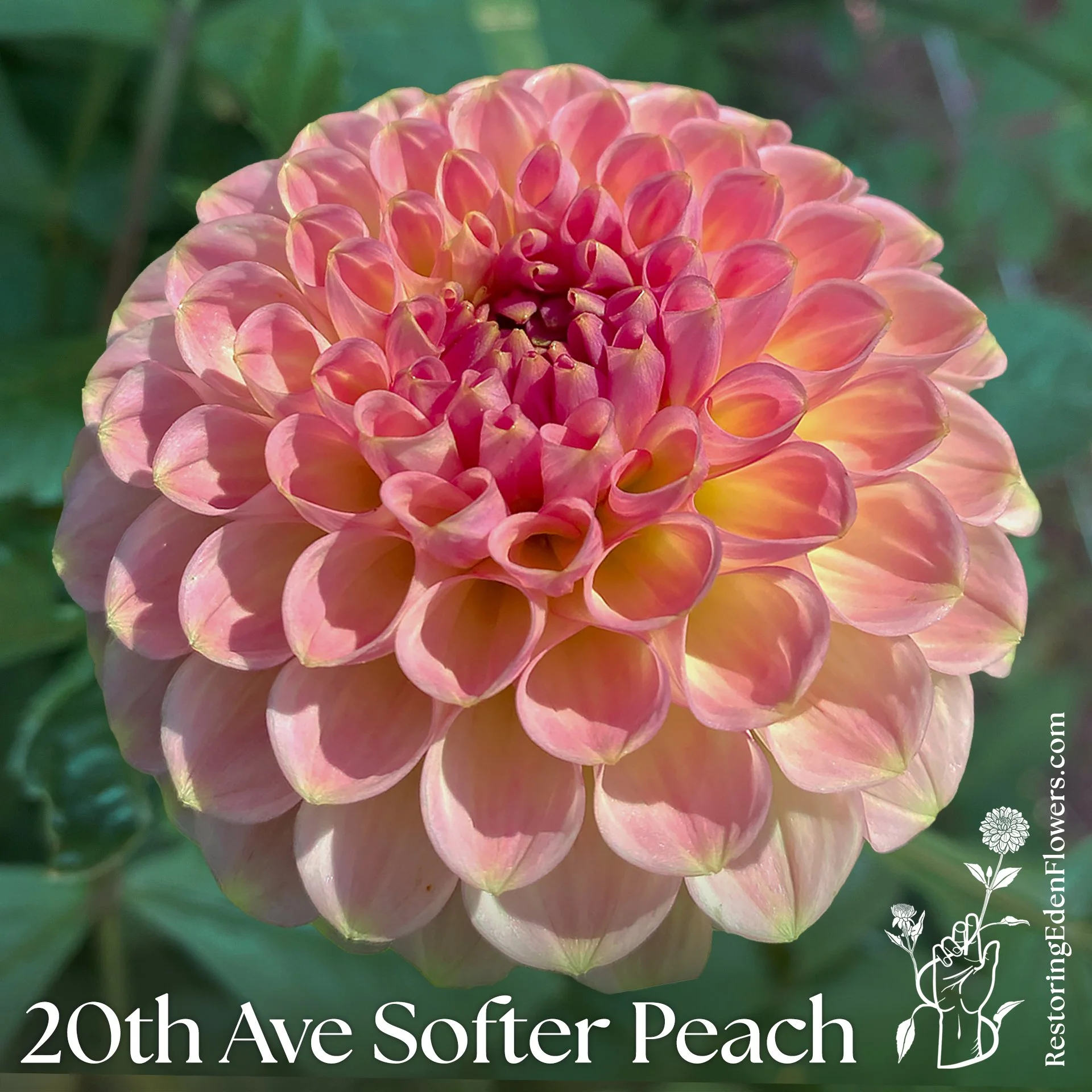 20th Ave Softer Peach