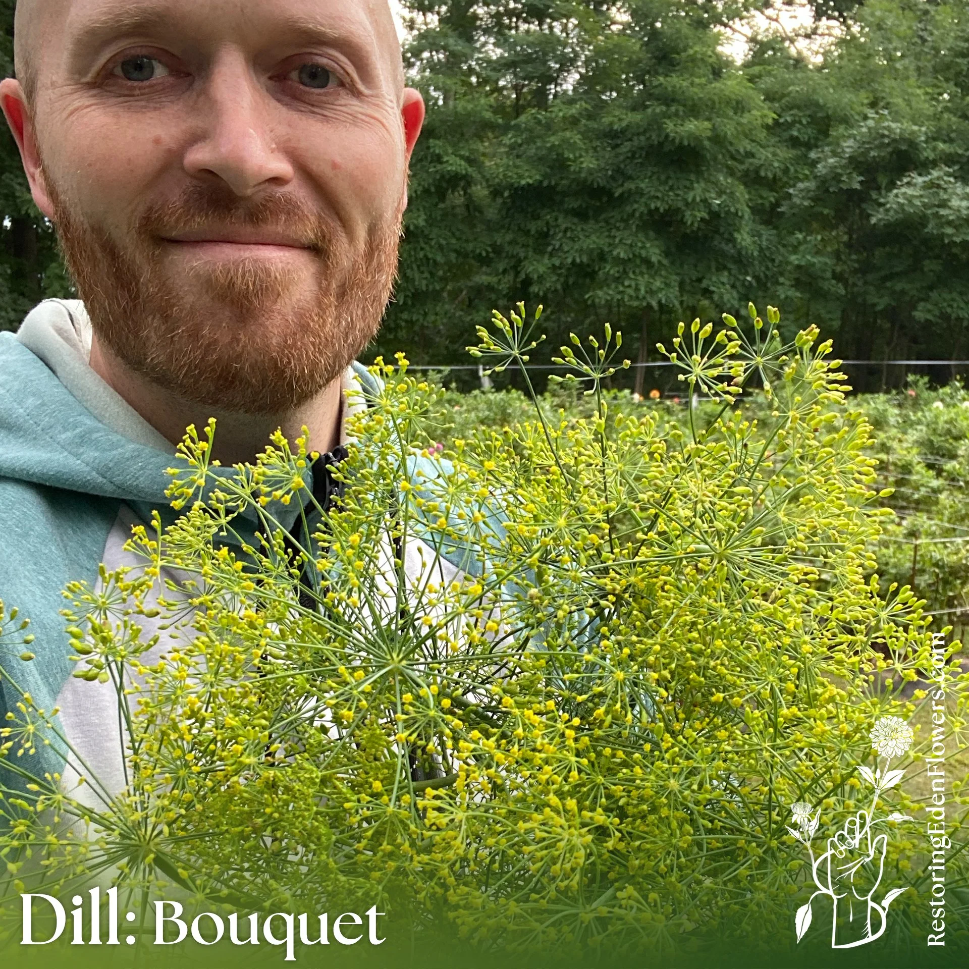 Dill: Bouquet