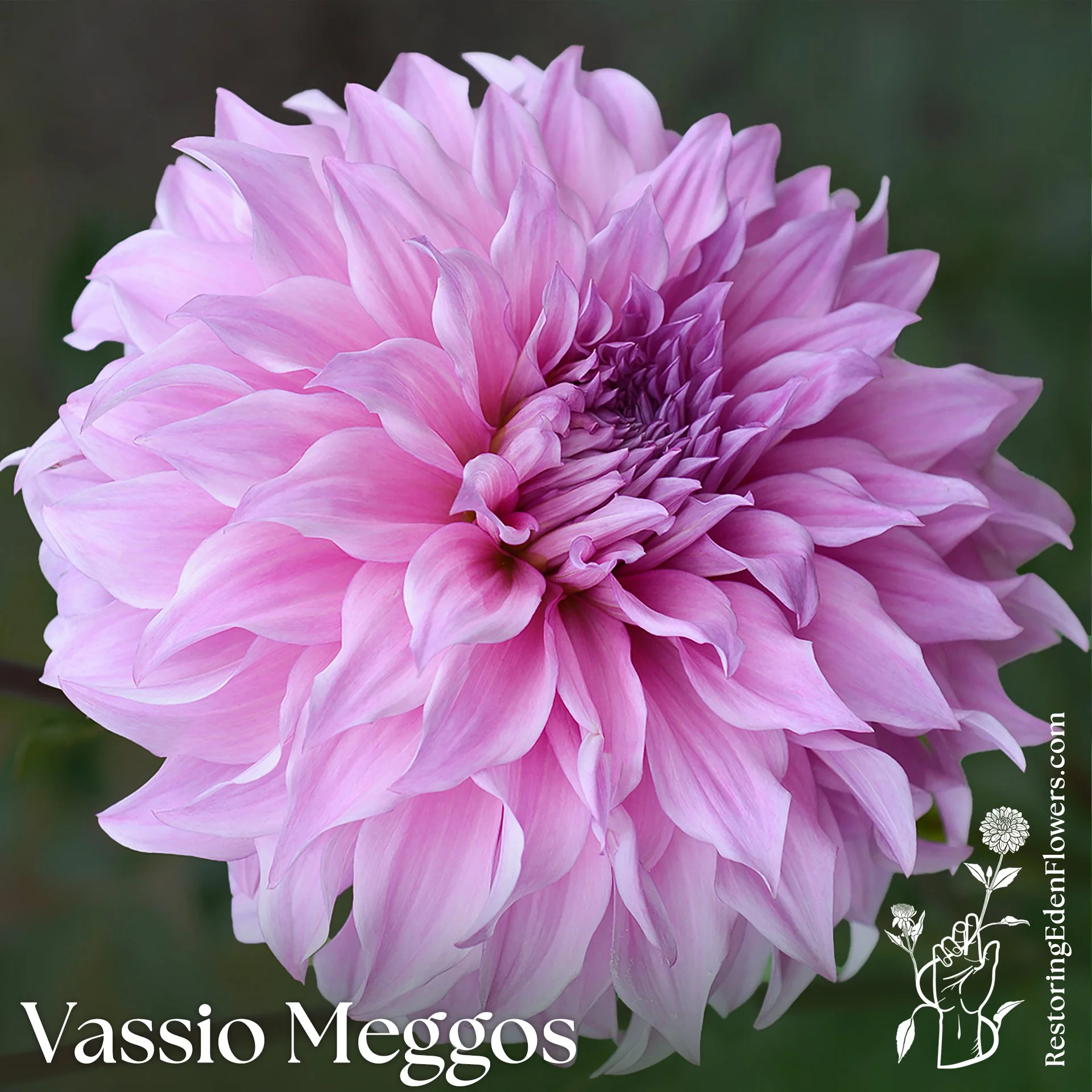 Vassio Meggos