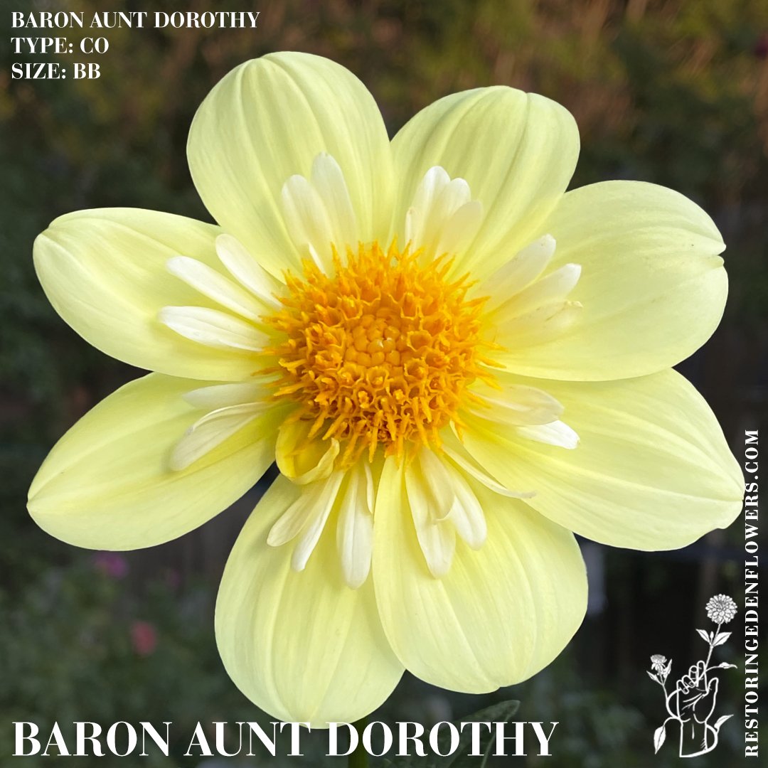 BaronAuntDorothy-words.jpg