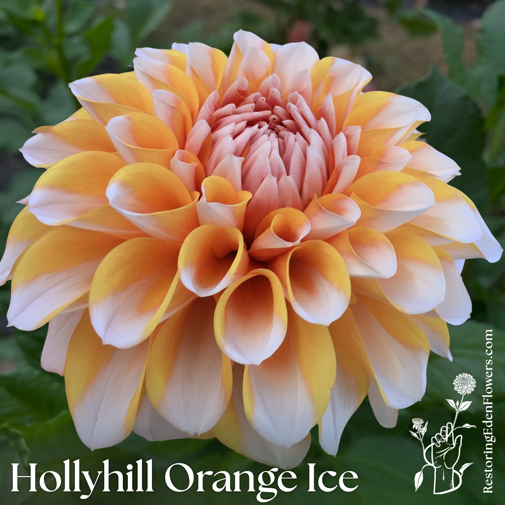 Hollyhill Orange Ice