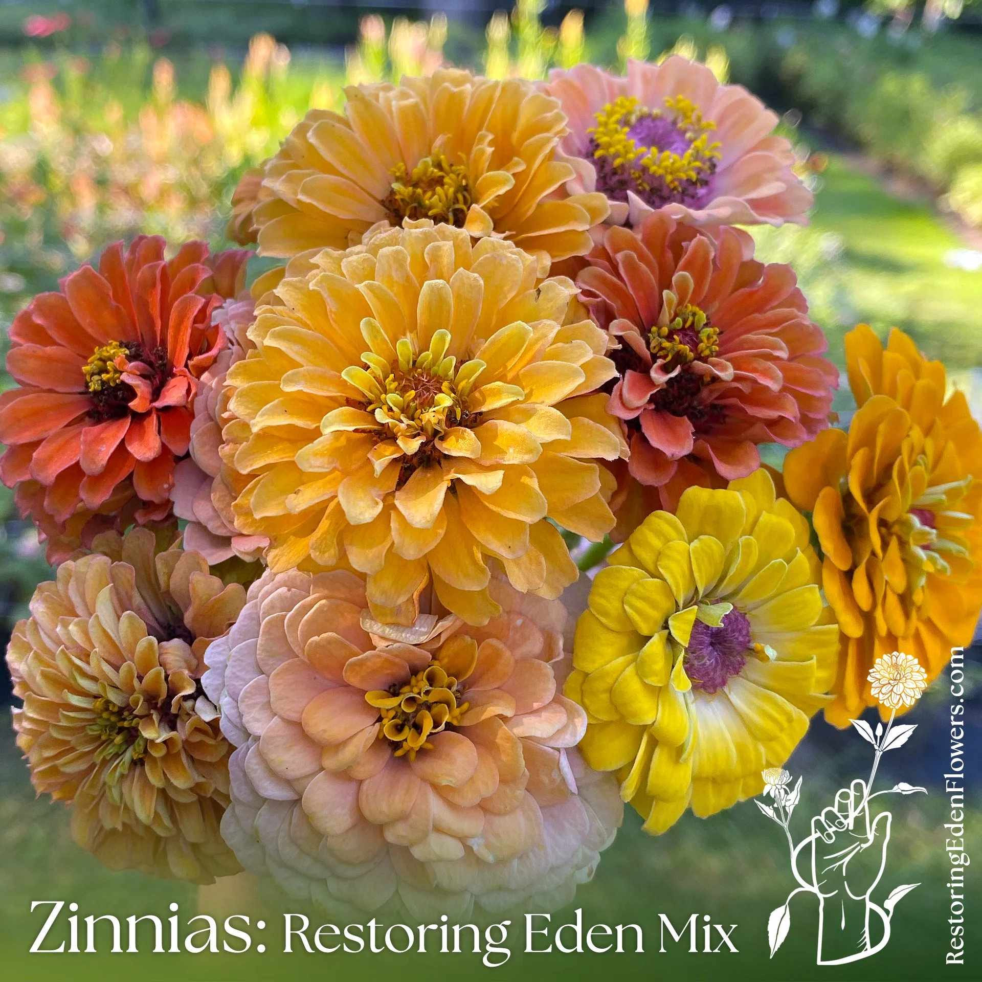 ZinniasREMix16.jpg