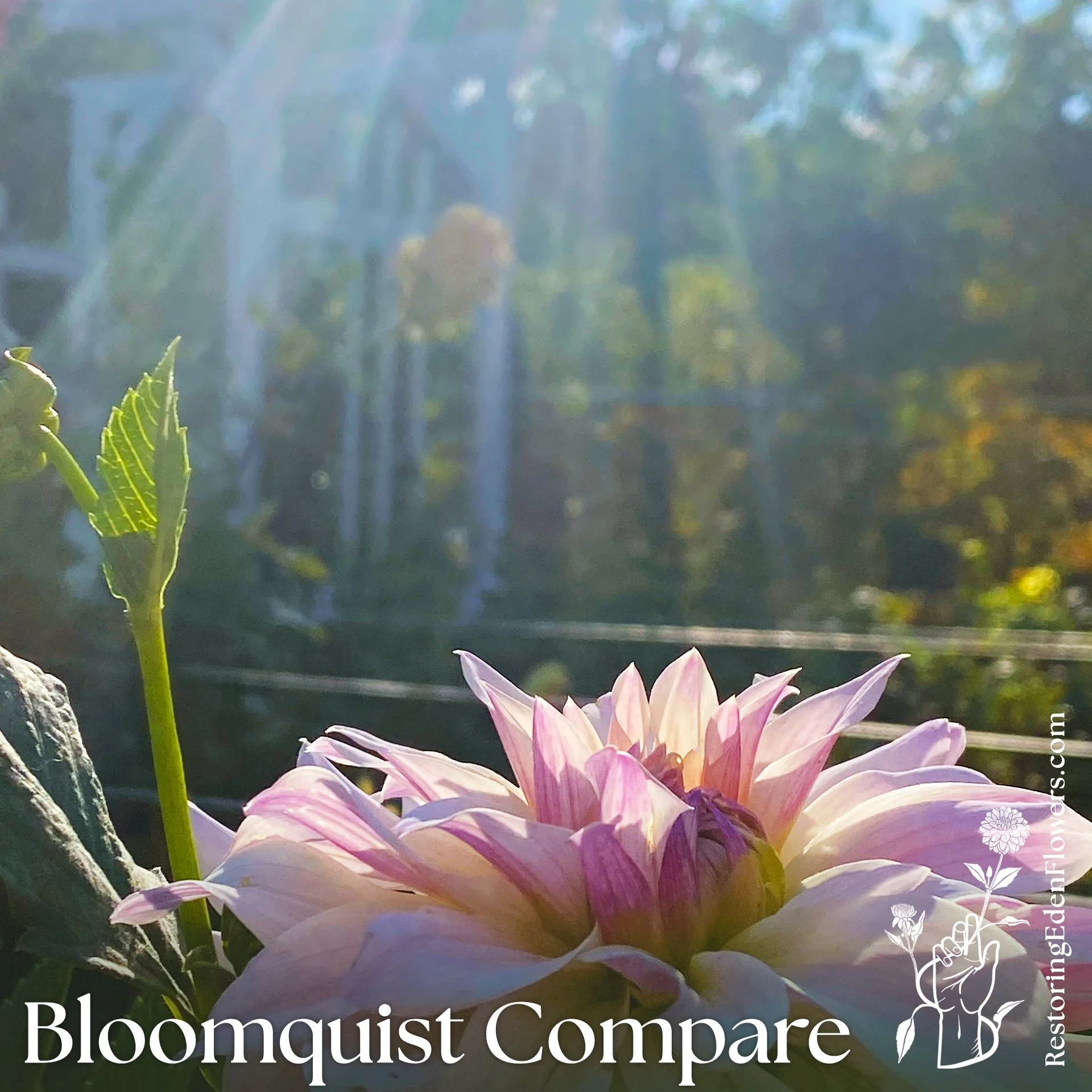 BloomquistCompare2.jpg
