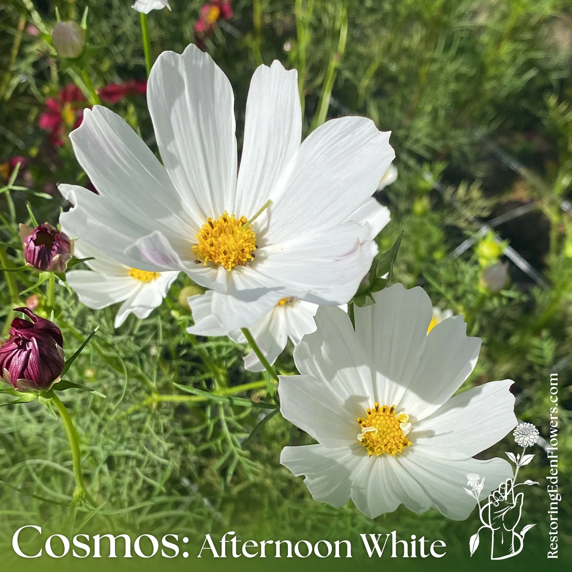 Cosmos: Afternoon White