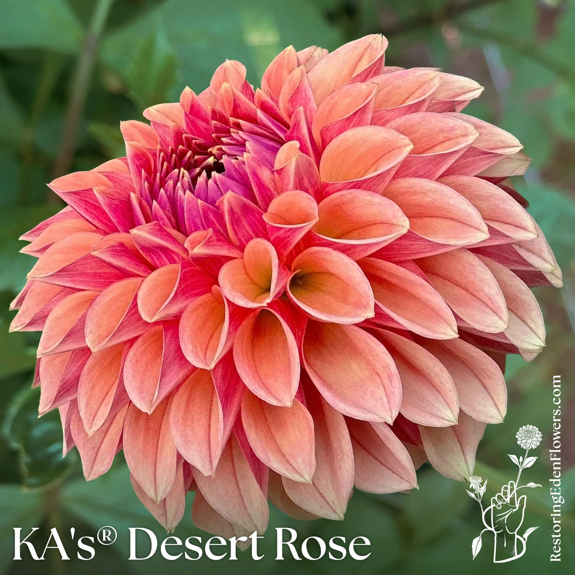 KA's® Desert Rose