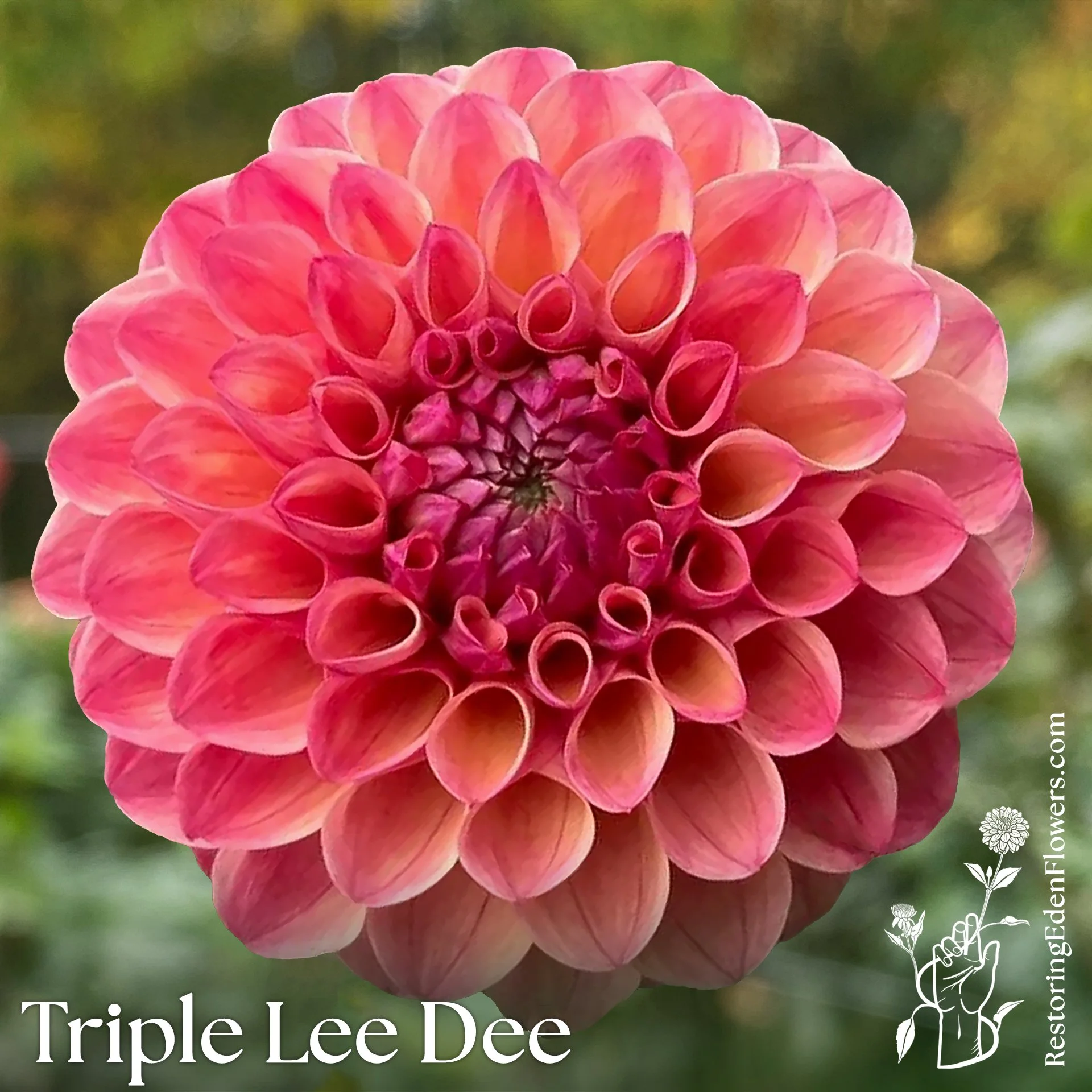Triple Lee Dee
