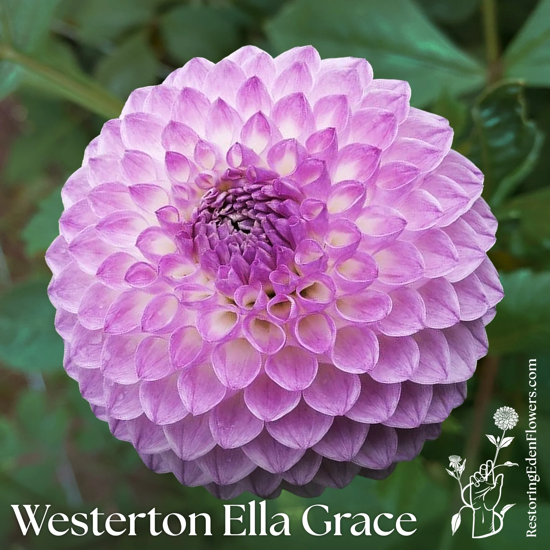 Westerton Ella Grace