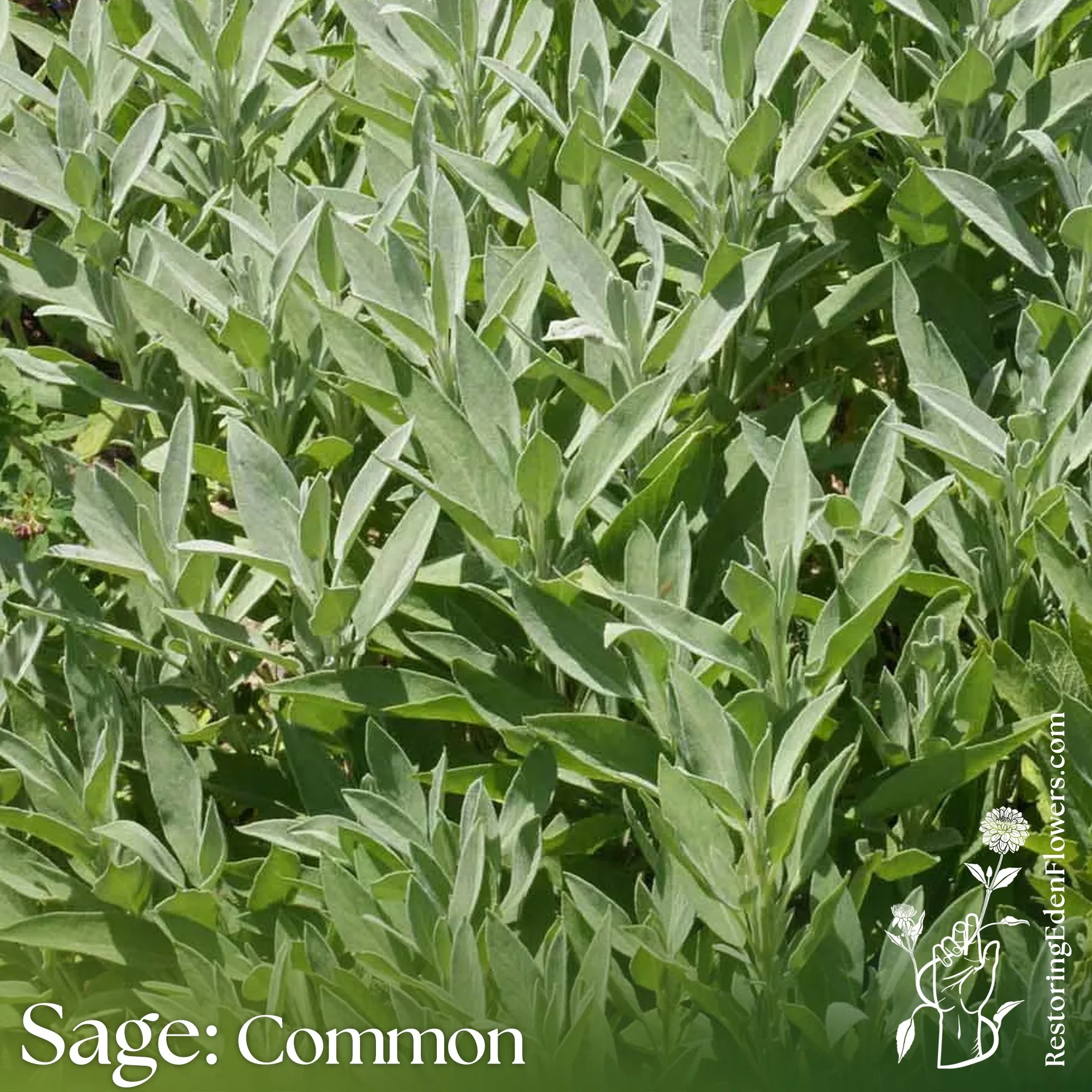 Sage: Common