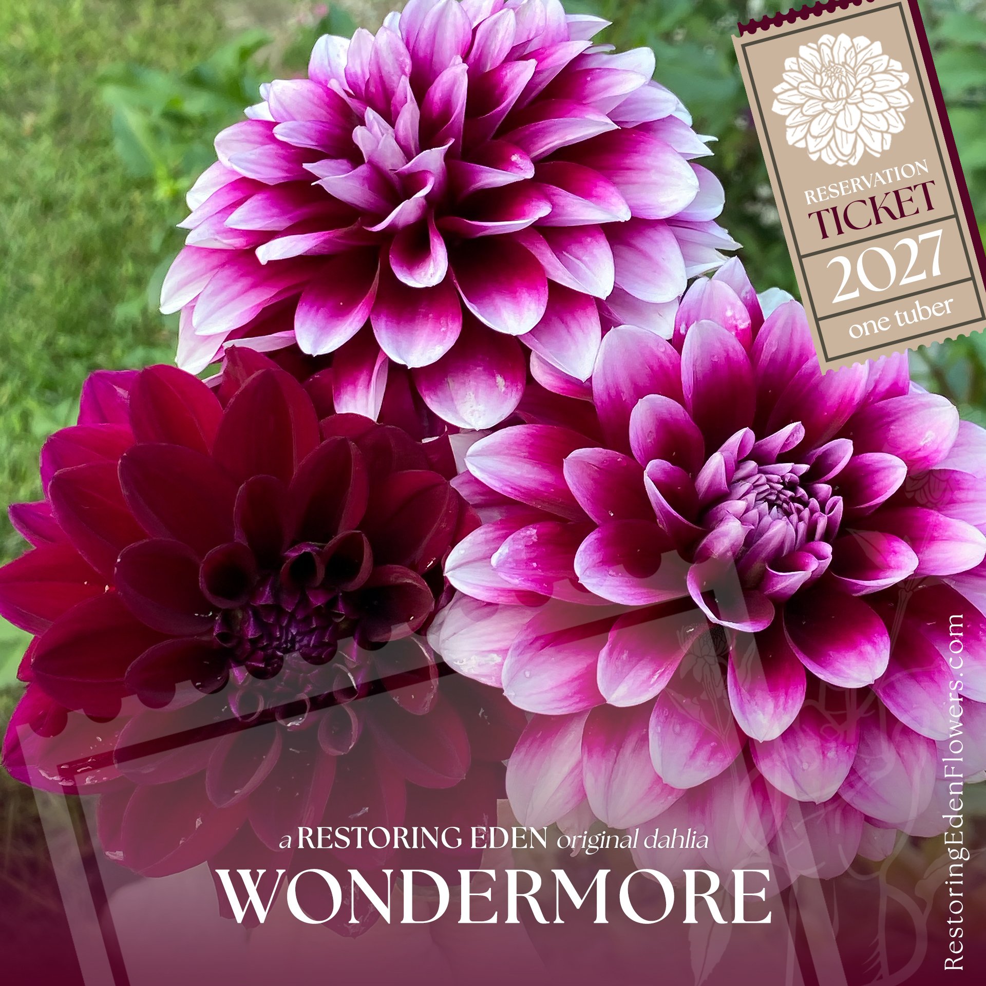 Wondermore (2027 Reservation Ticket)