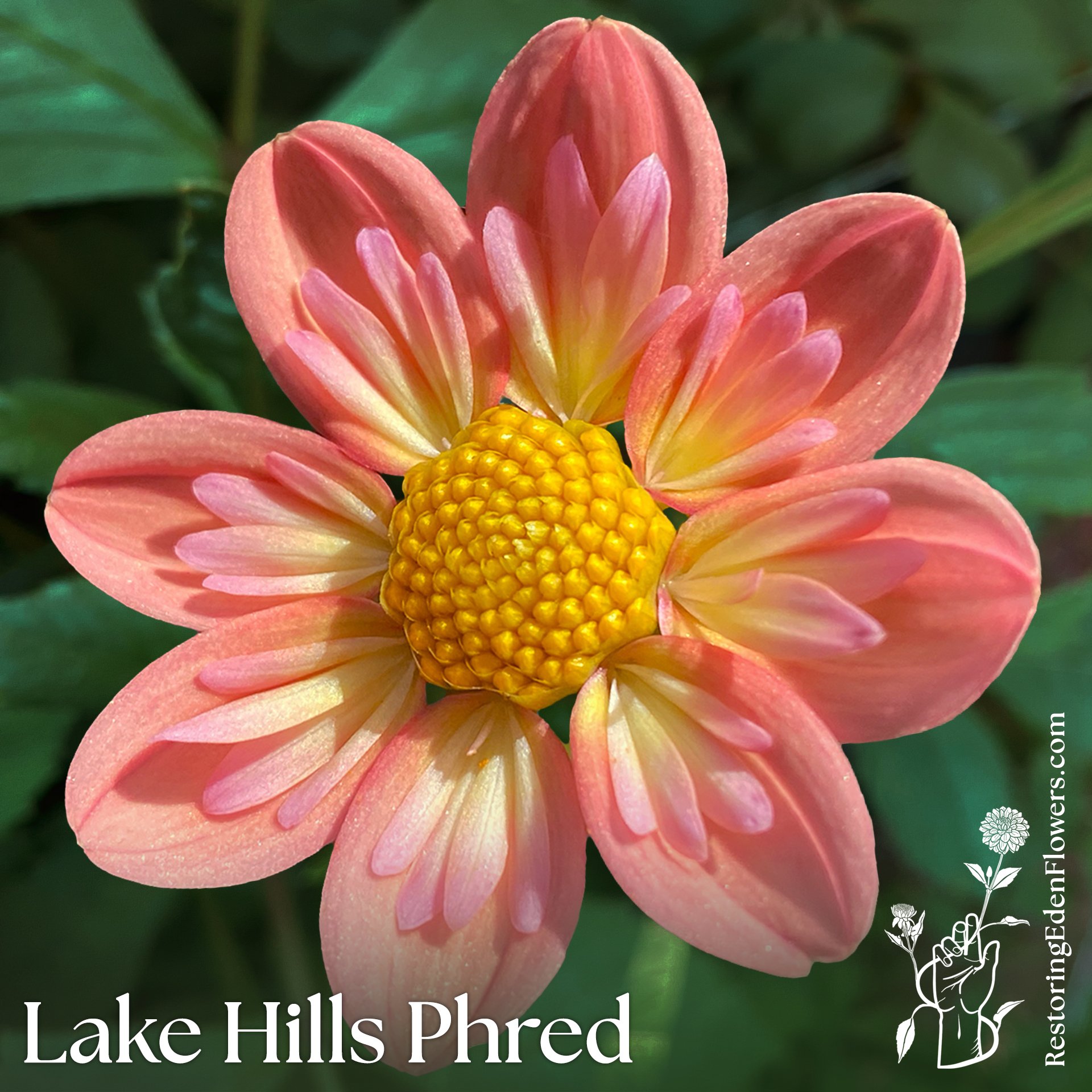 Lake Hills Phred
