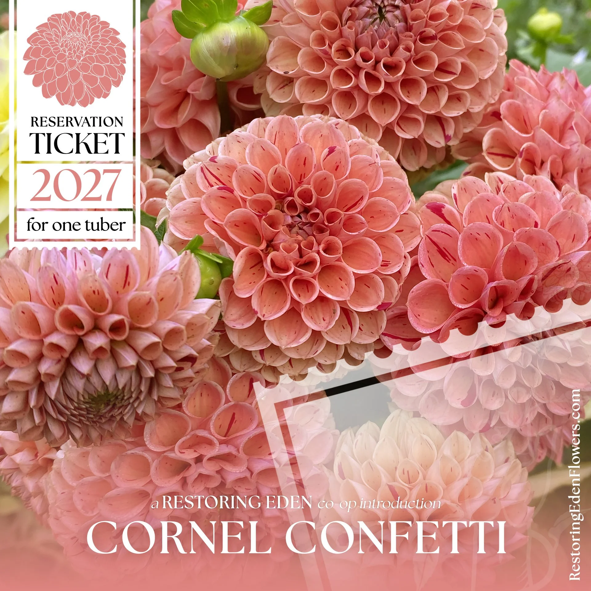 Cornel Confetti (2027 Reservation Ticket)