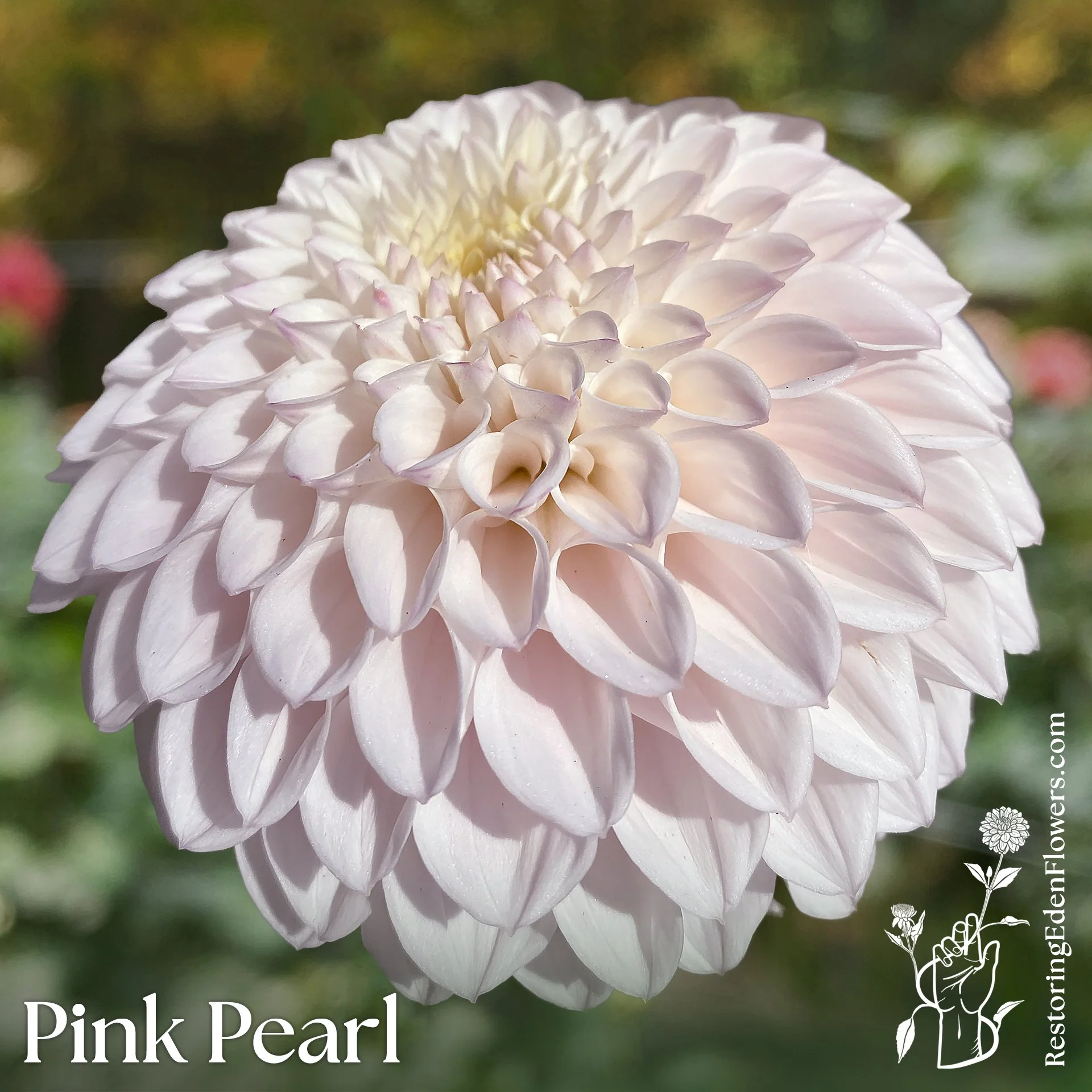 PinkPearl-1.jpg