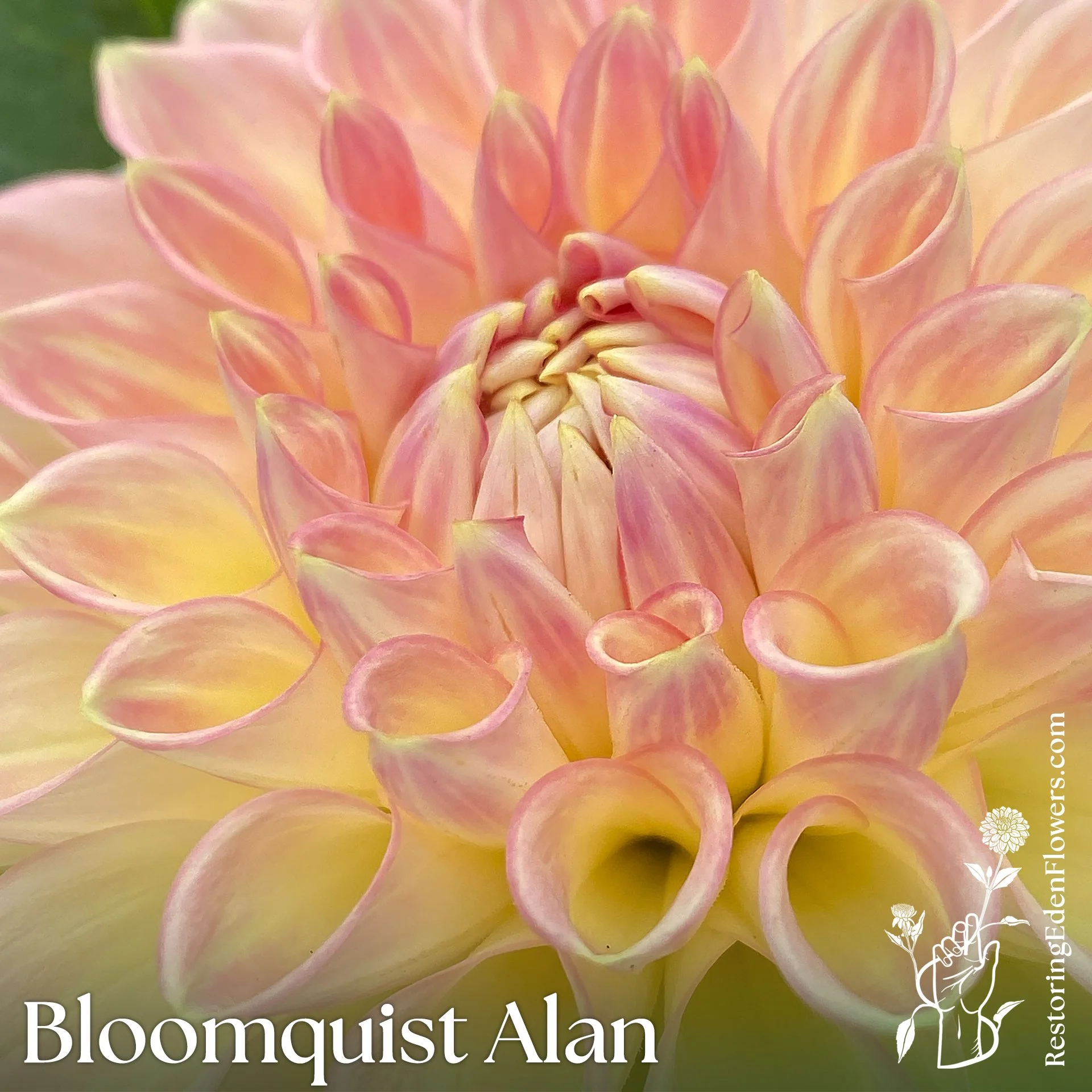 BloomquistAlan-2.jpg