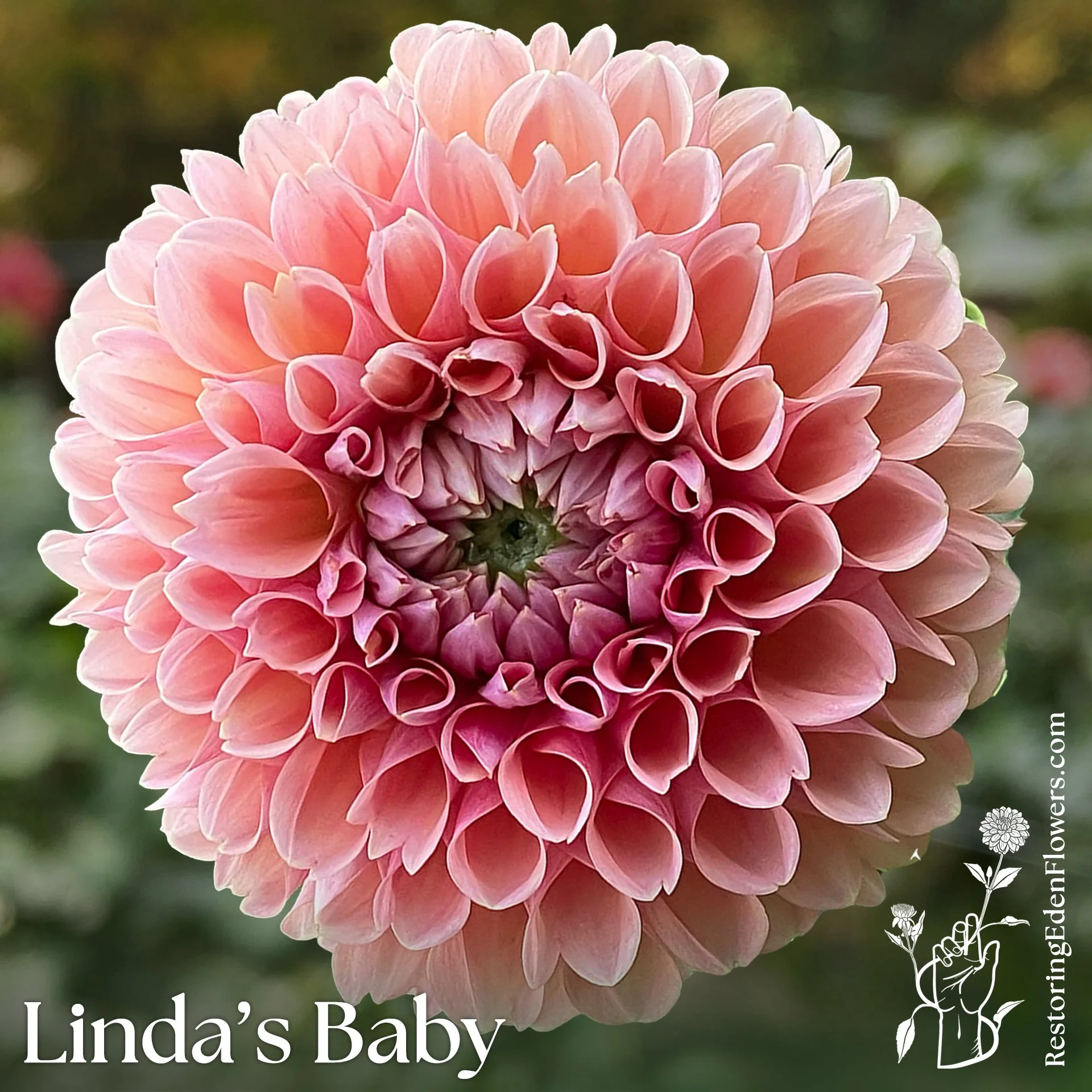 Linda's Baby