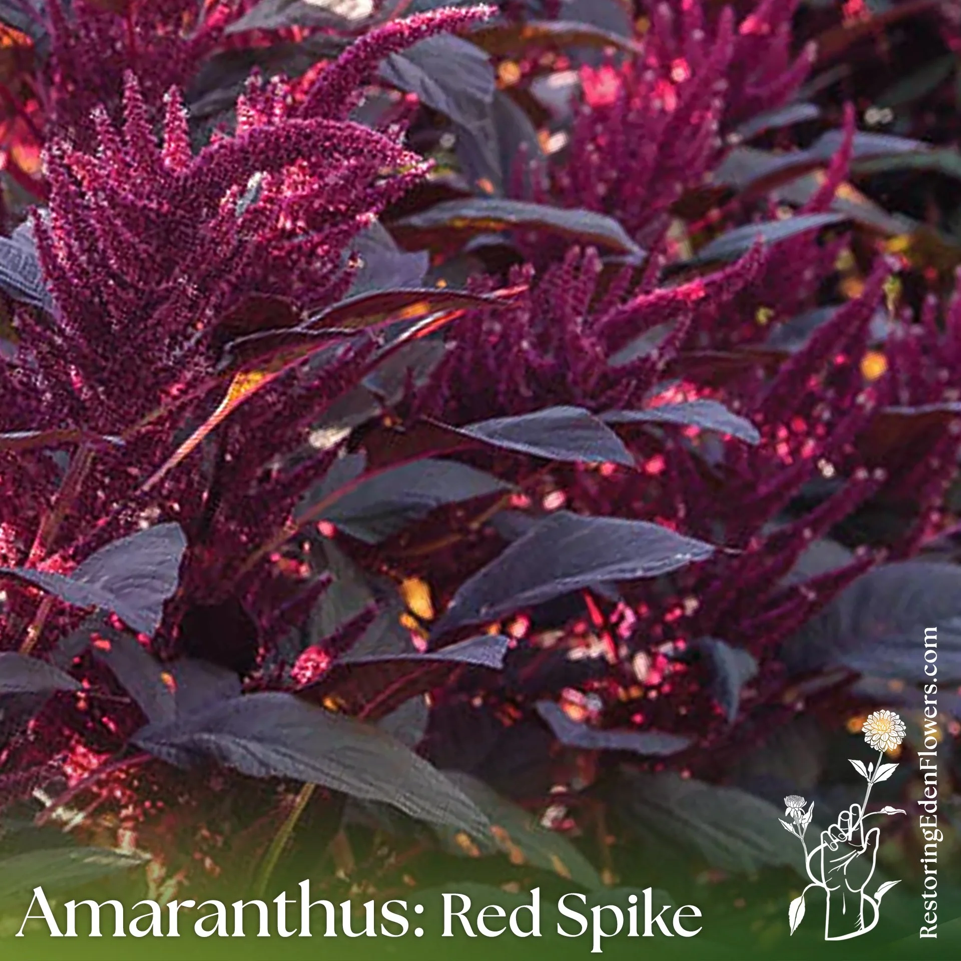 Amaranthus: Red Spike