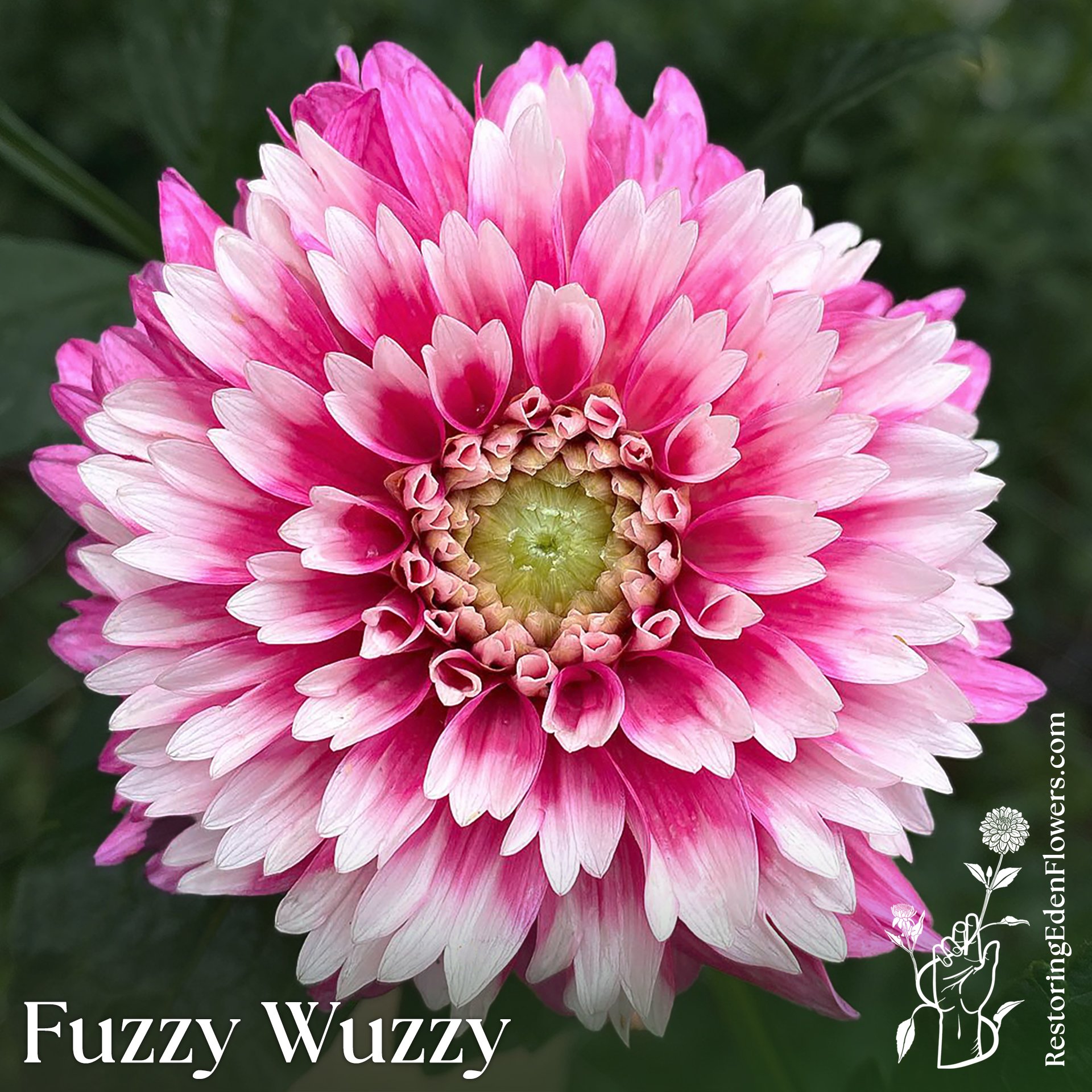 Fuzzy Wuzzy