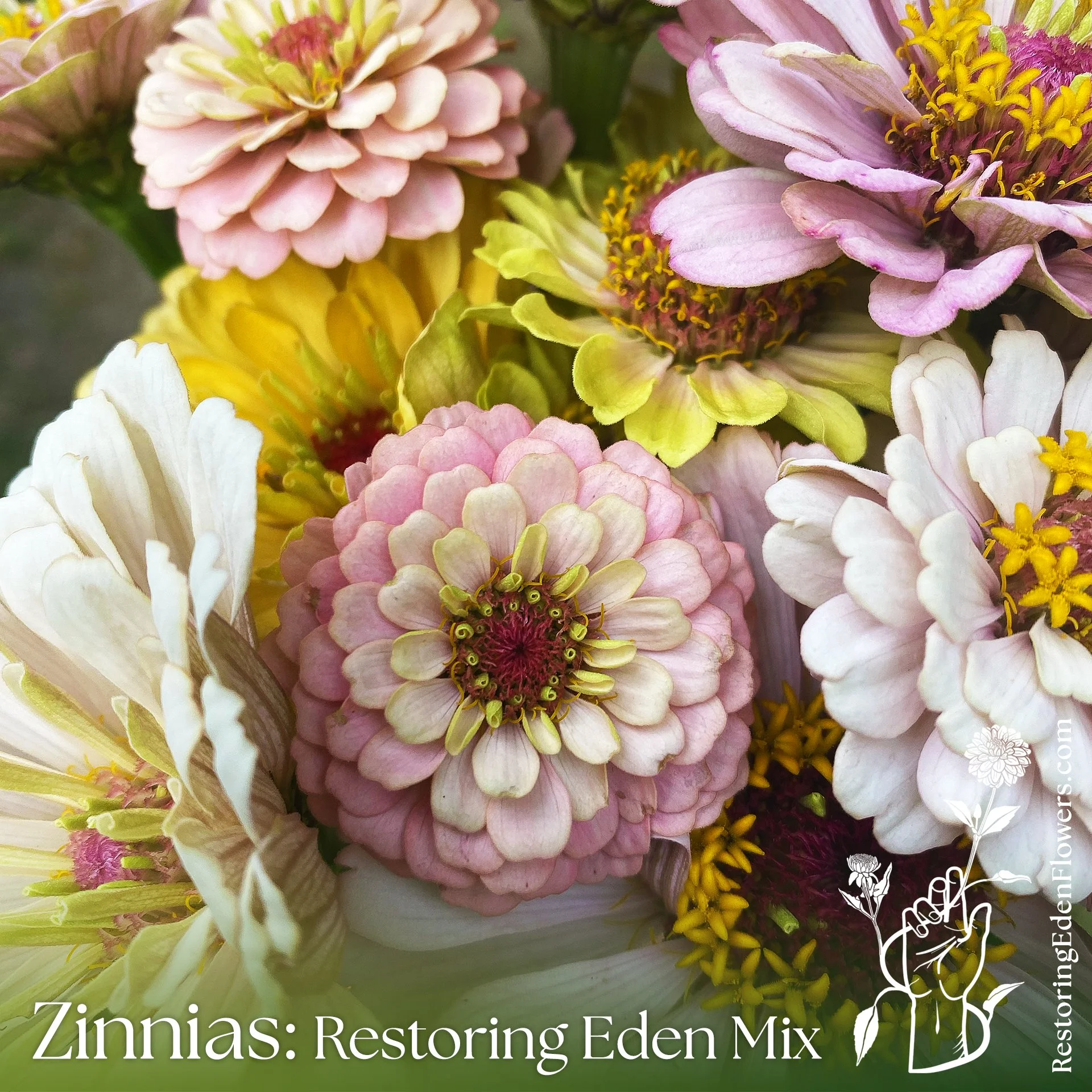 ZinniasREMix11.jpg