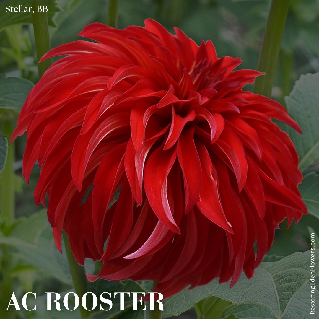 ACRooster.jpg