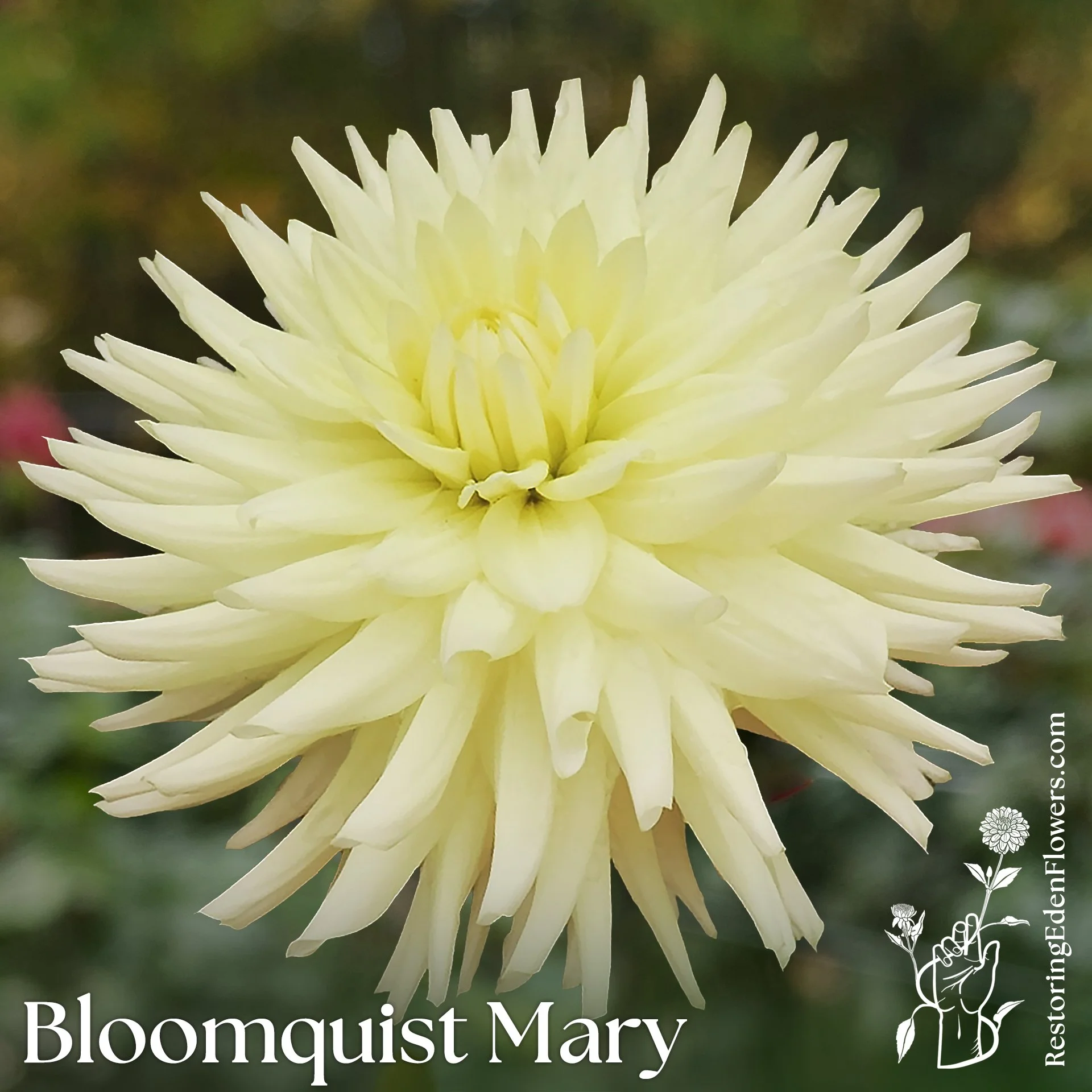 Bloomquist Mary