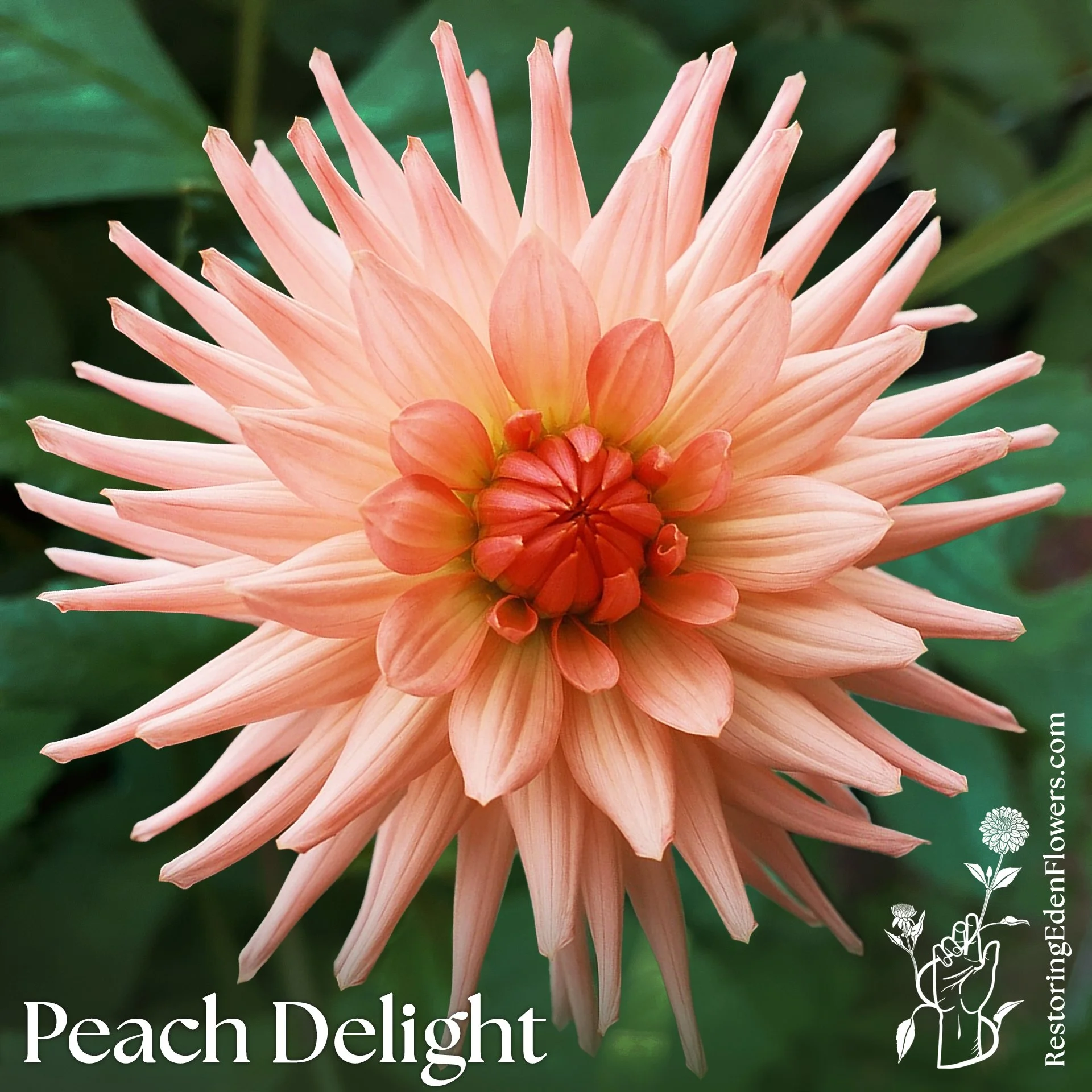 Peach Delight