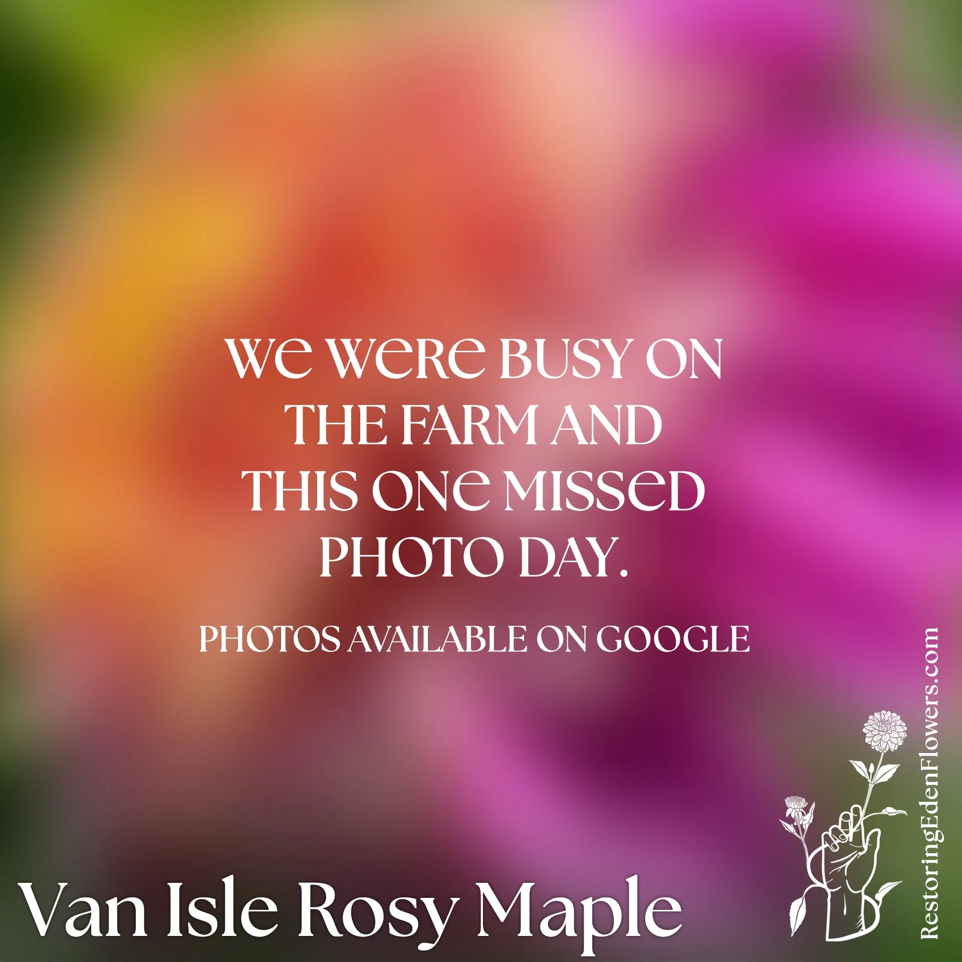 Van Isle Rosy Maple (Limit 1)