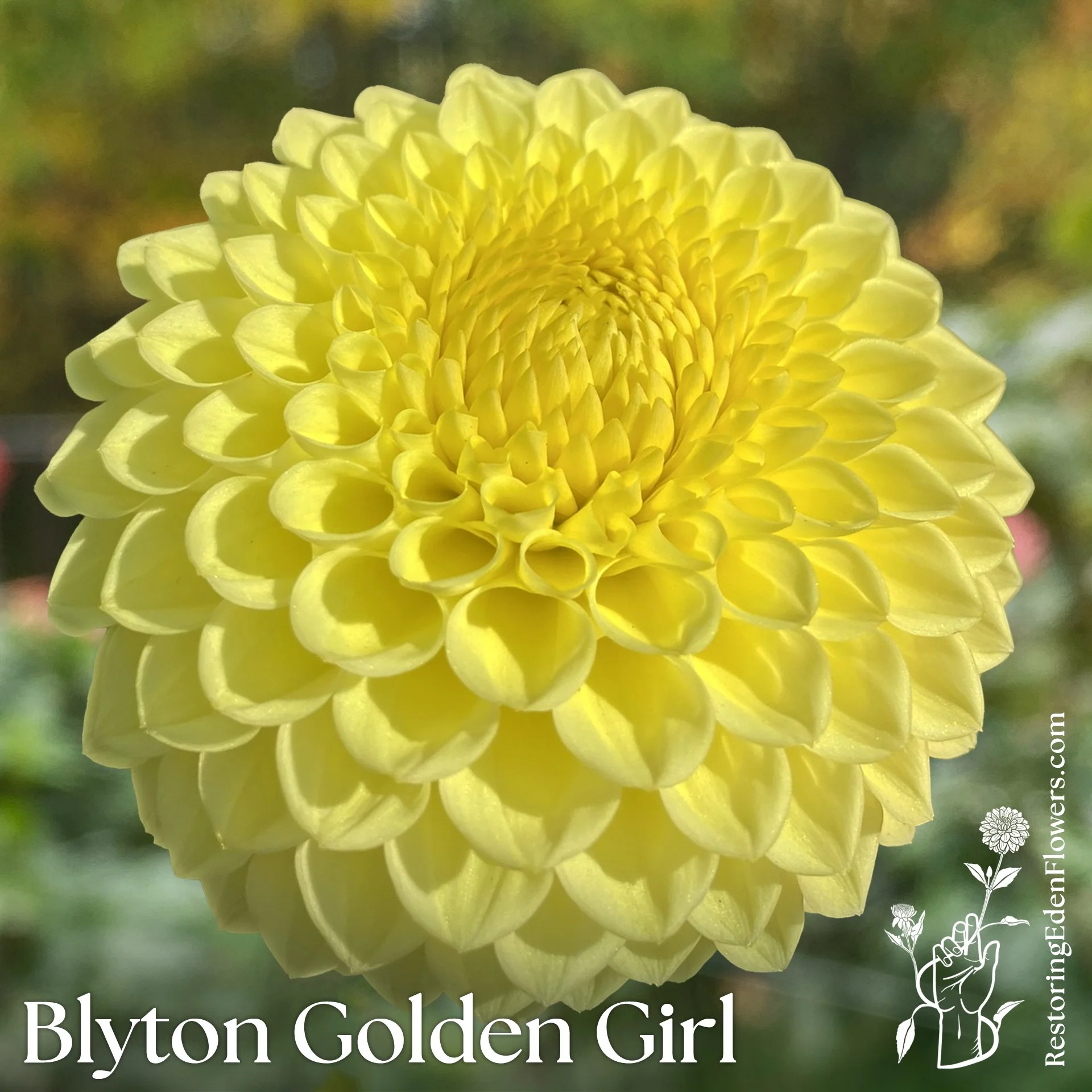 Blyton Golden Girl