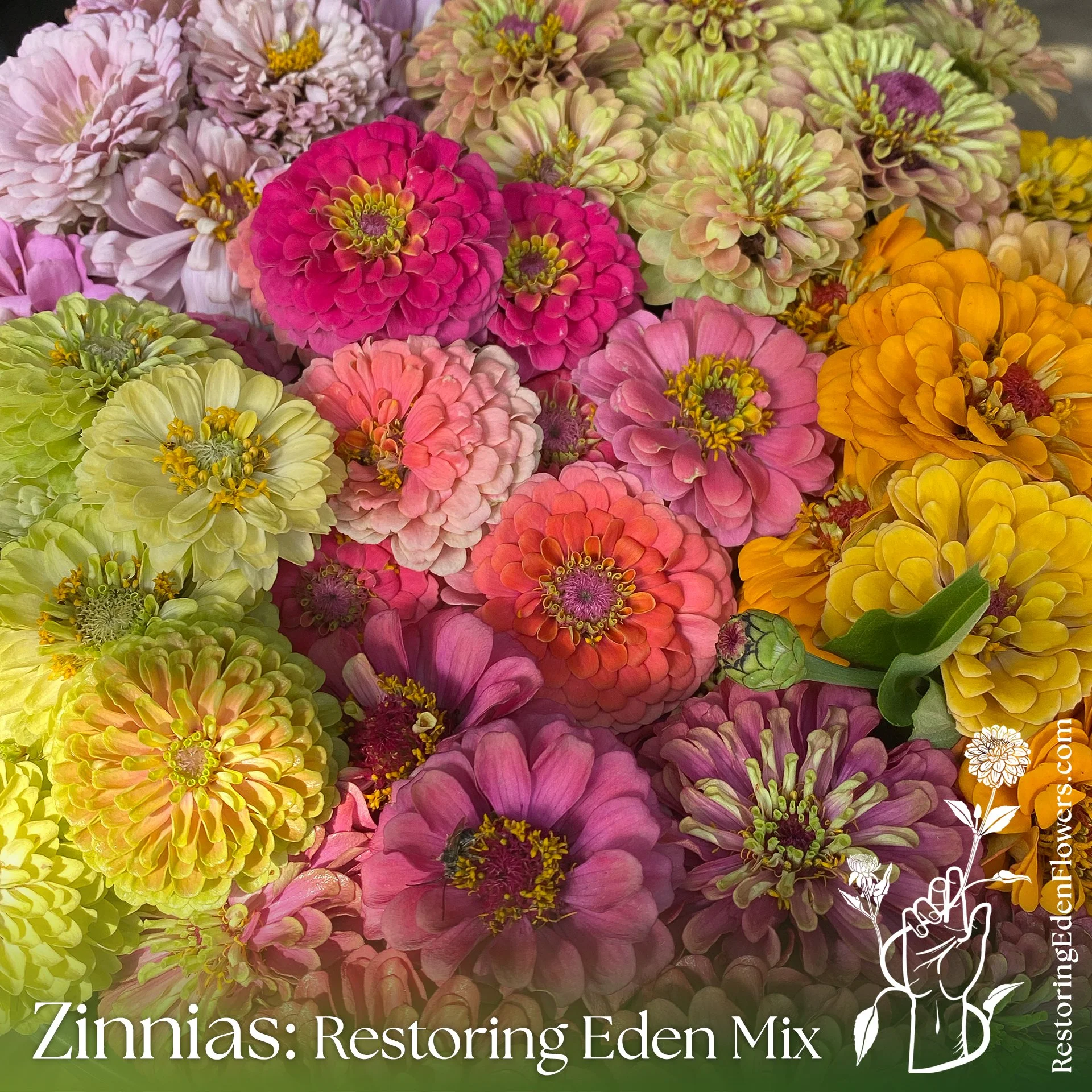 ZinniasREMix15.jpg