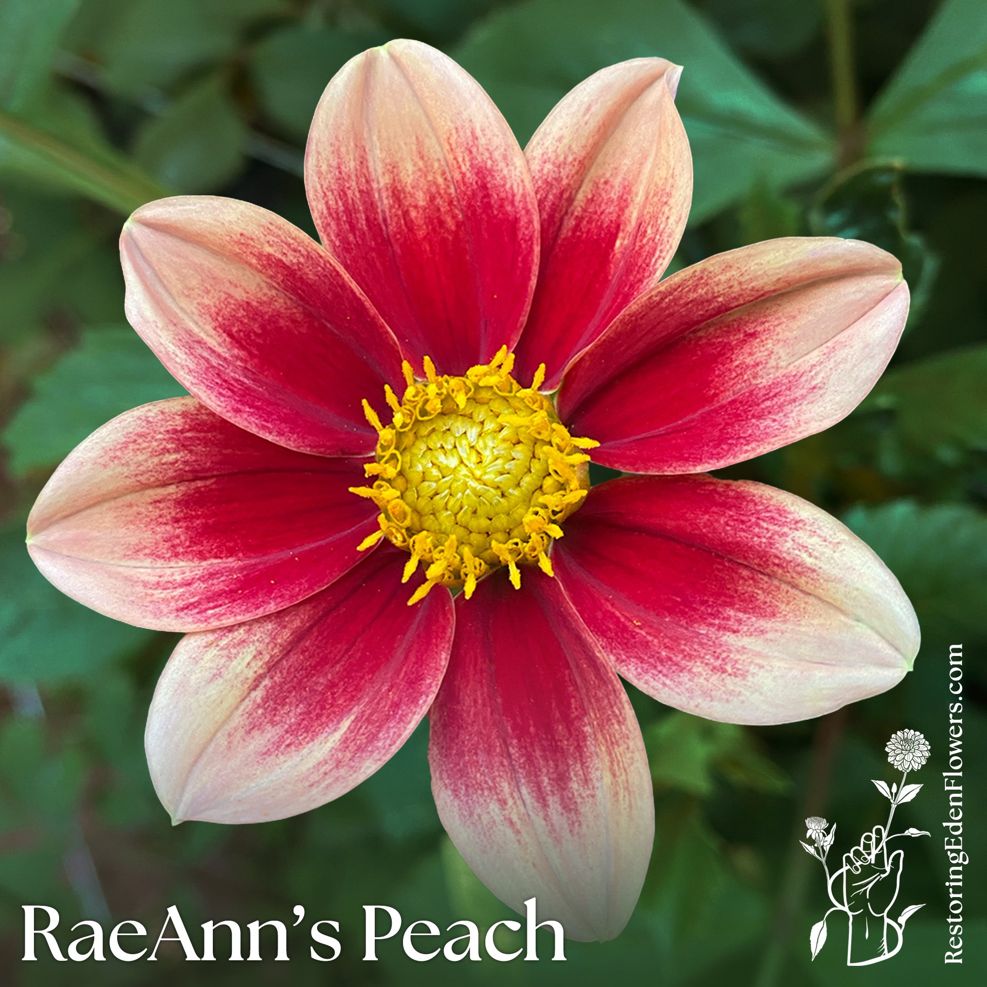 RaeAnn's Peach