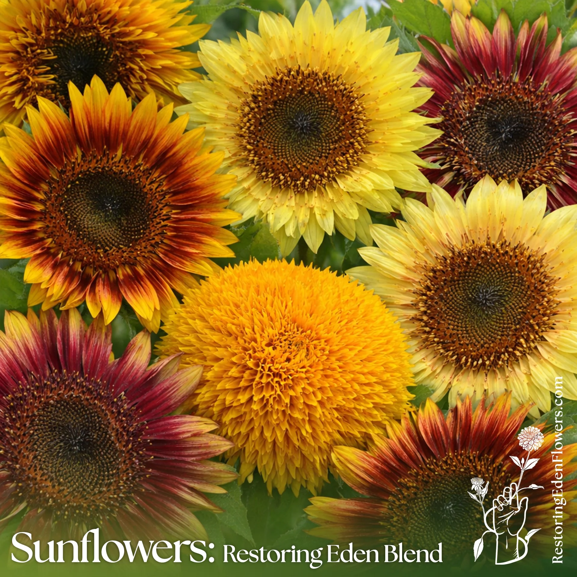 Sunflower: Restoring Eden Blend