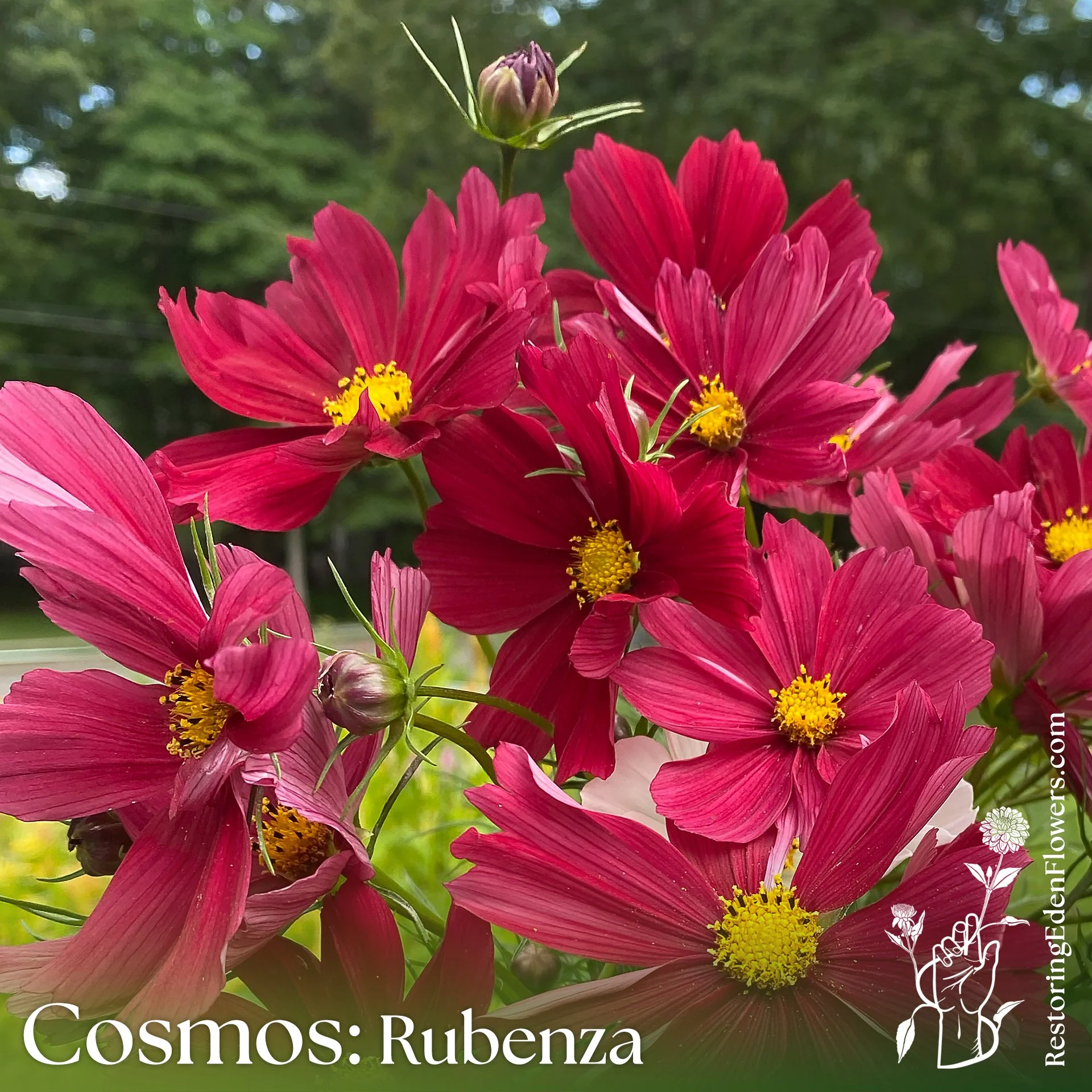 Cosmos: Rubenza