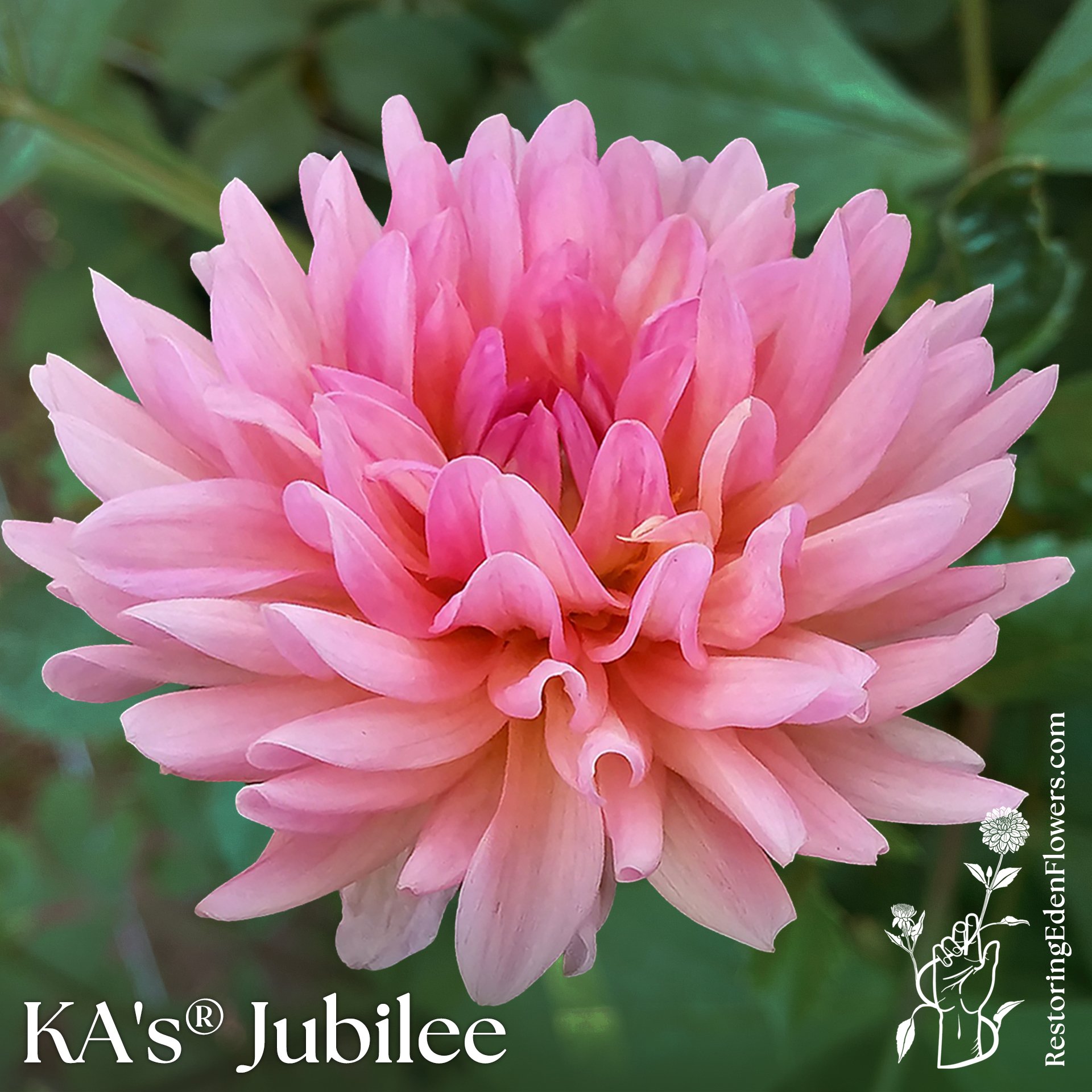 KA's® Jubilee
