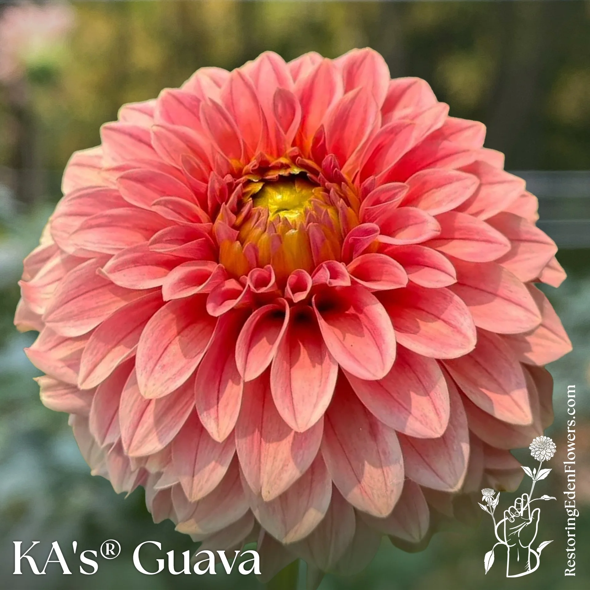 KA's® Guava