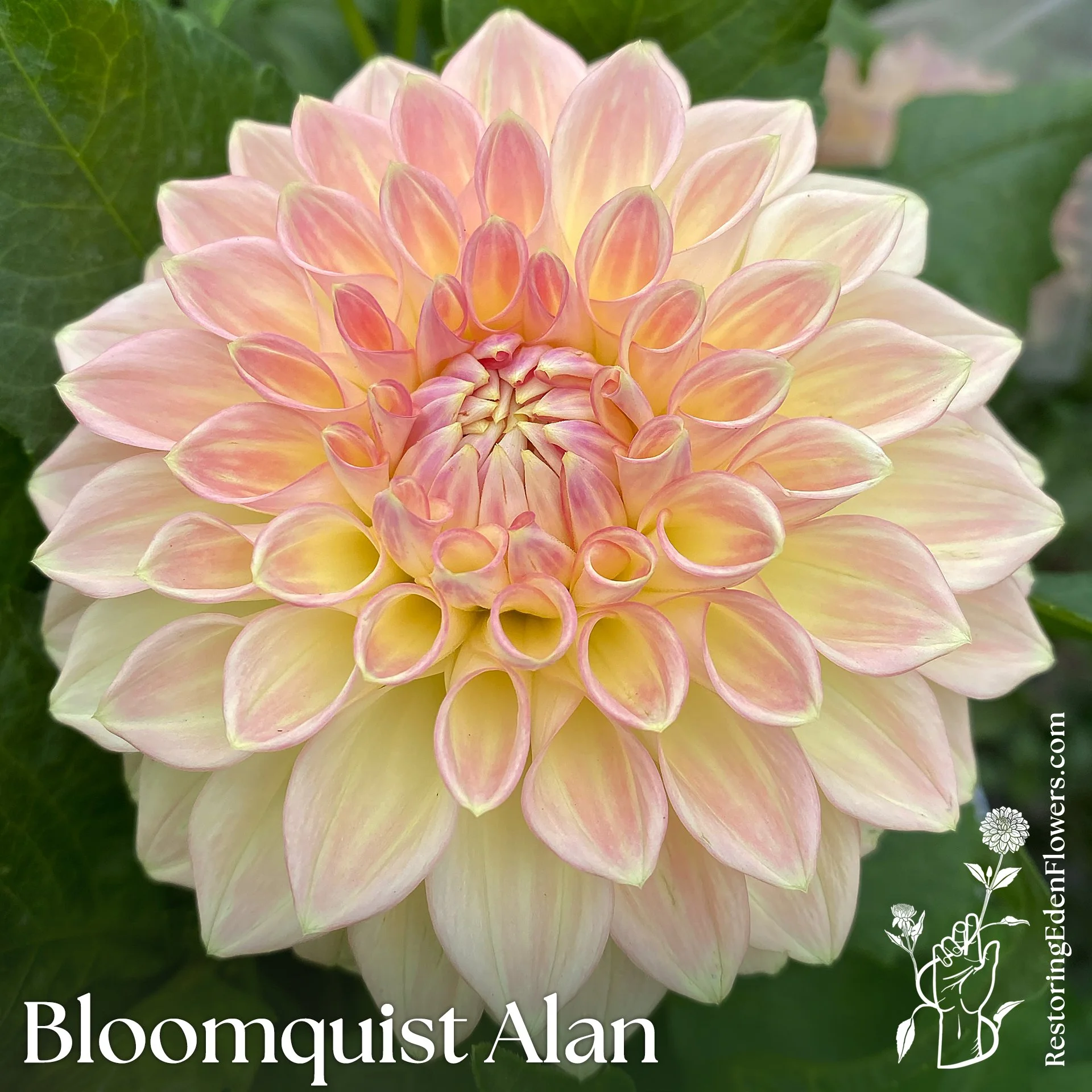 BloomquistAlan-1.jpg