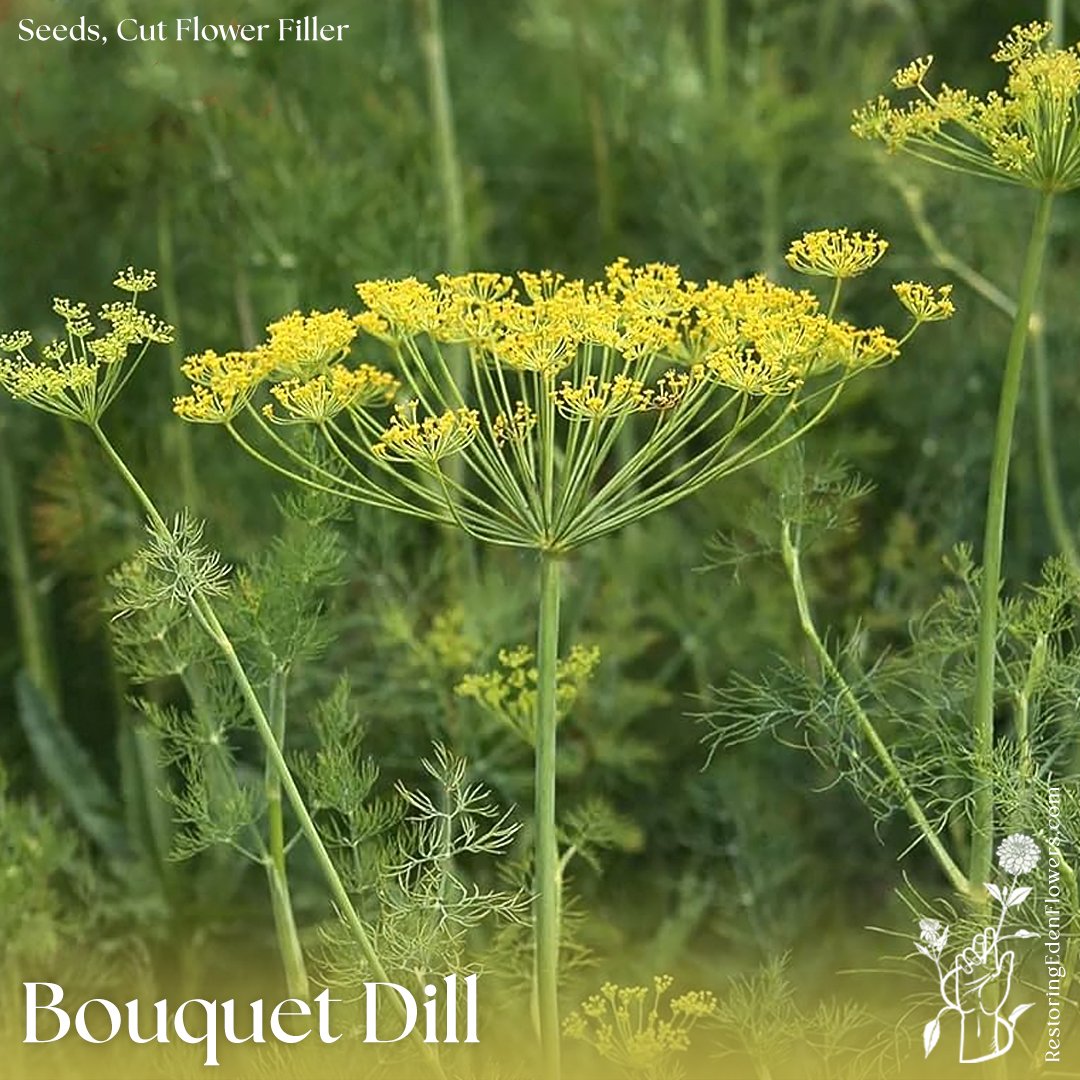 BouquetDill.jpg