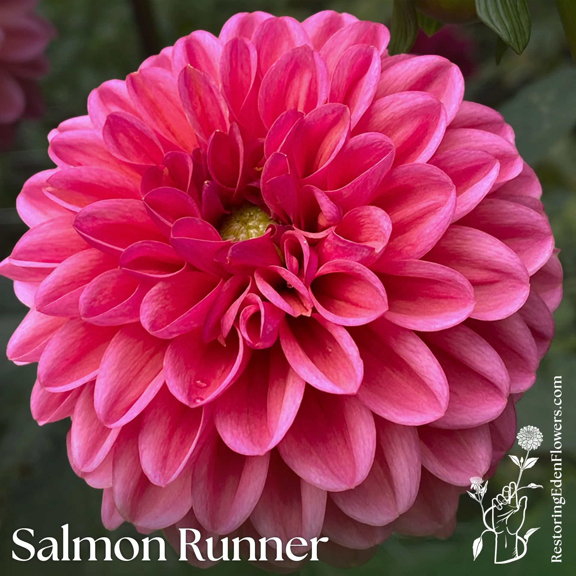 Salmon Runner