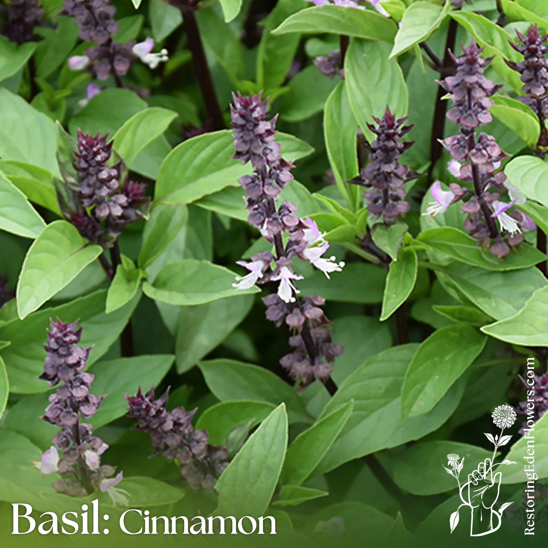 Basil: Cinnamon