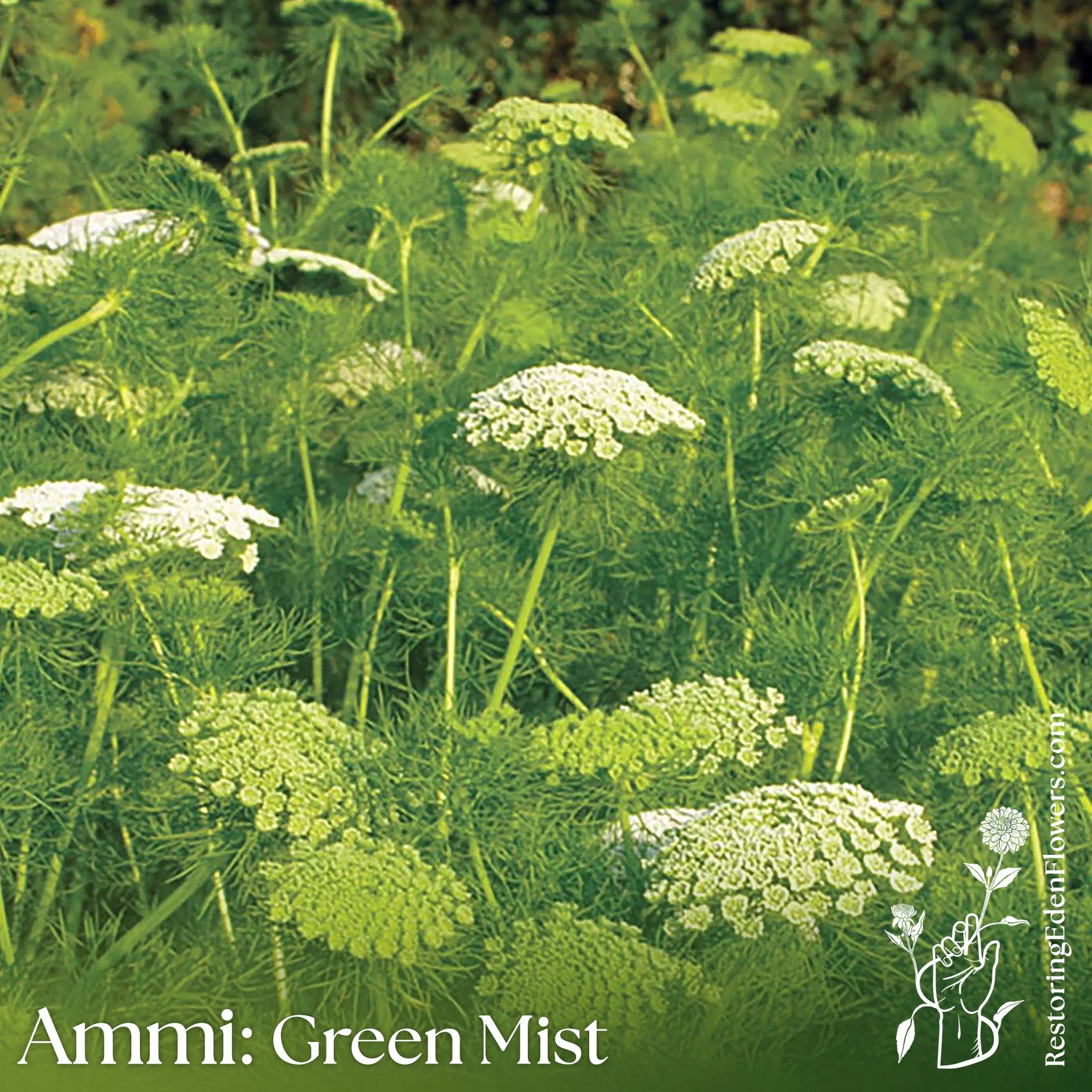 Ammi: Green Mist