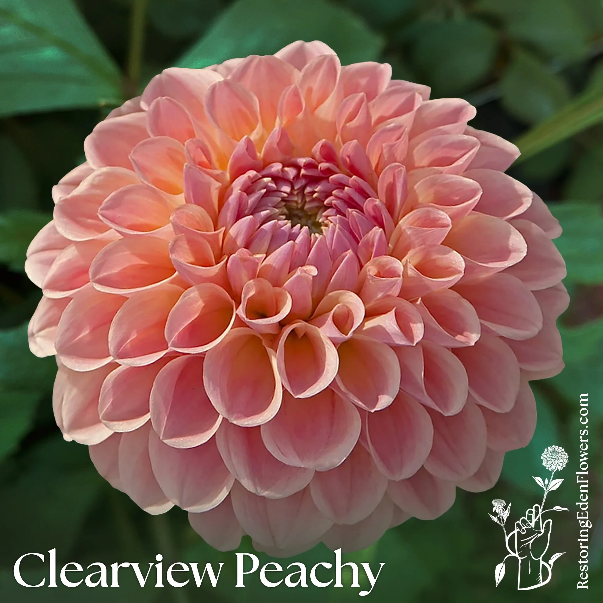 Clearview Peachy