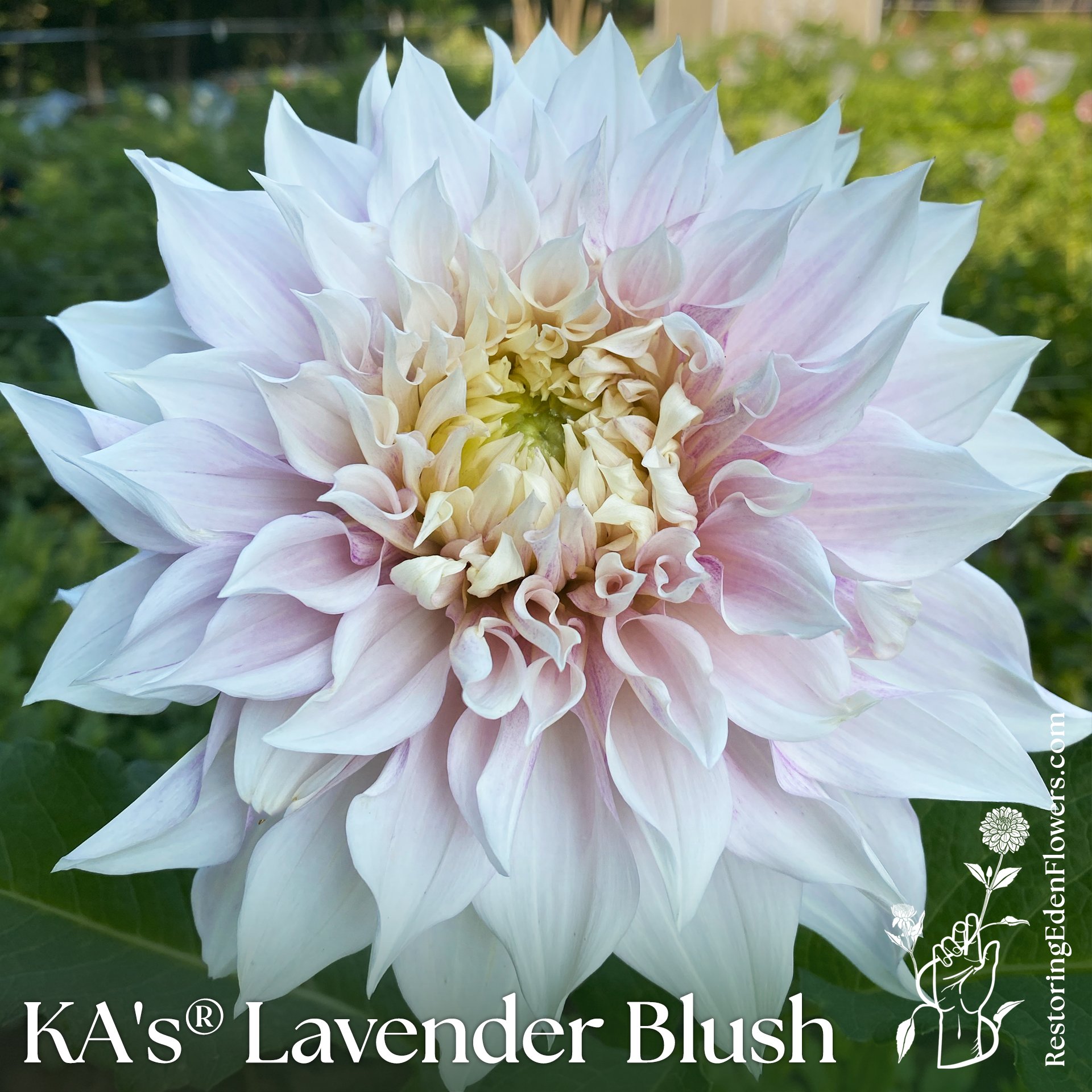 KALavennderBlush2.jpg