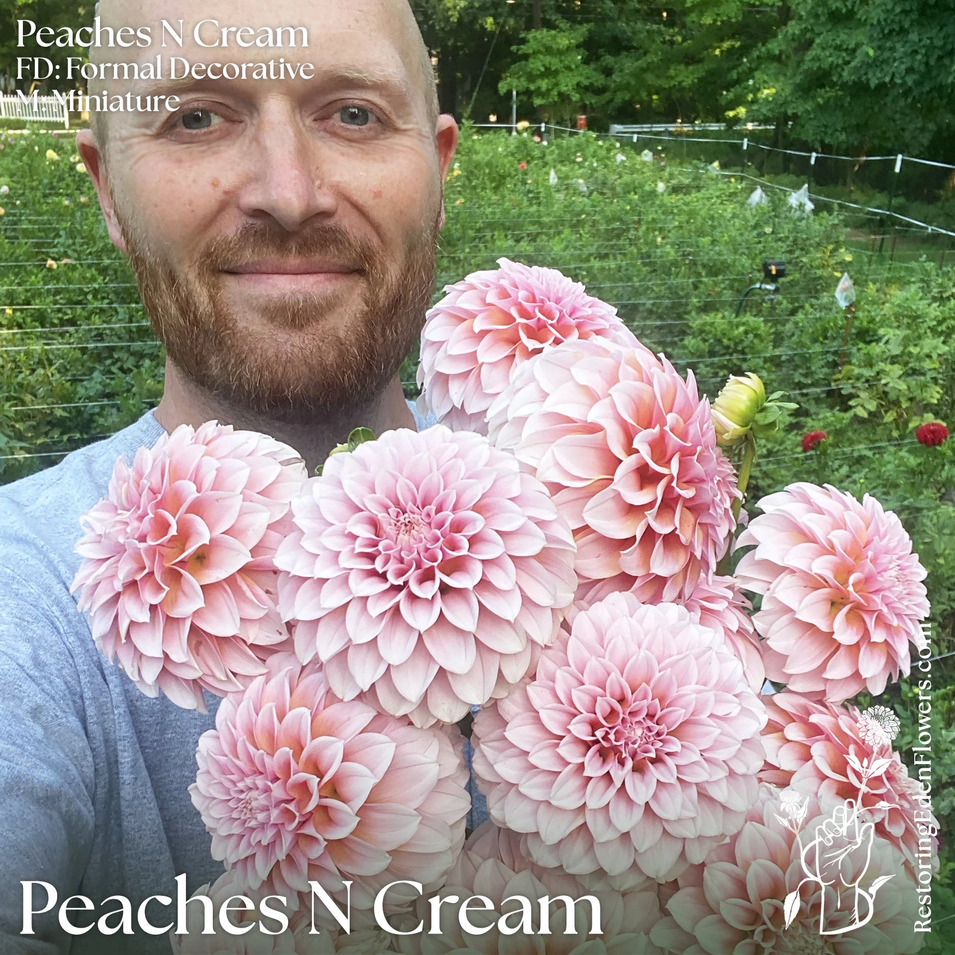 PeachesNCream1.jpg
