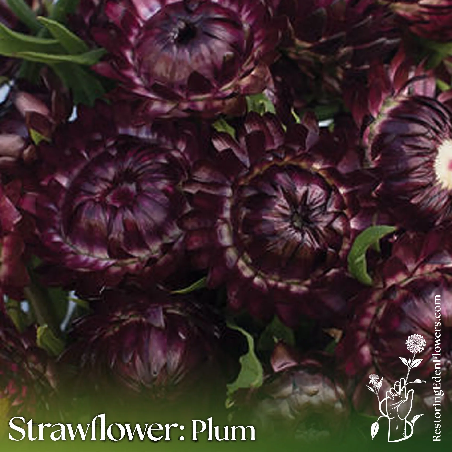 Strawflower: Plum